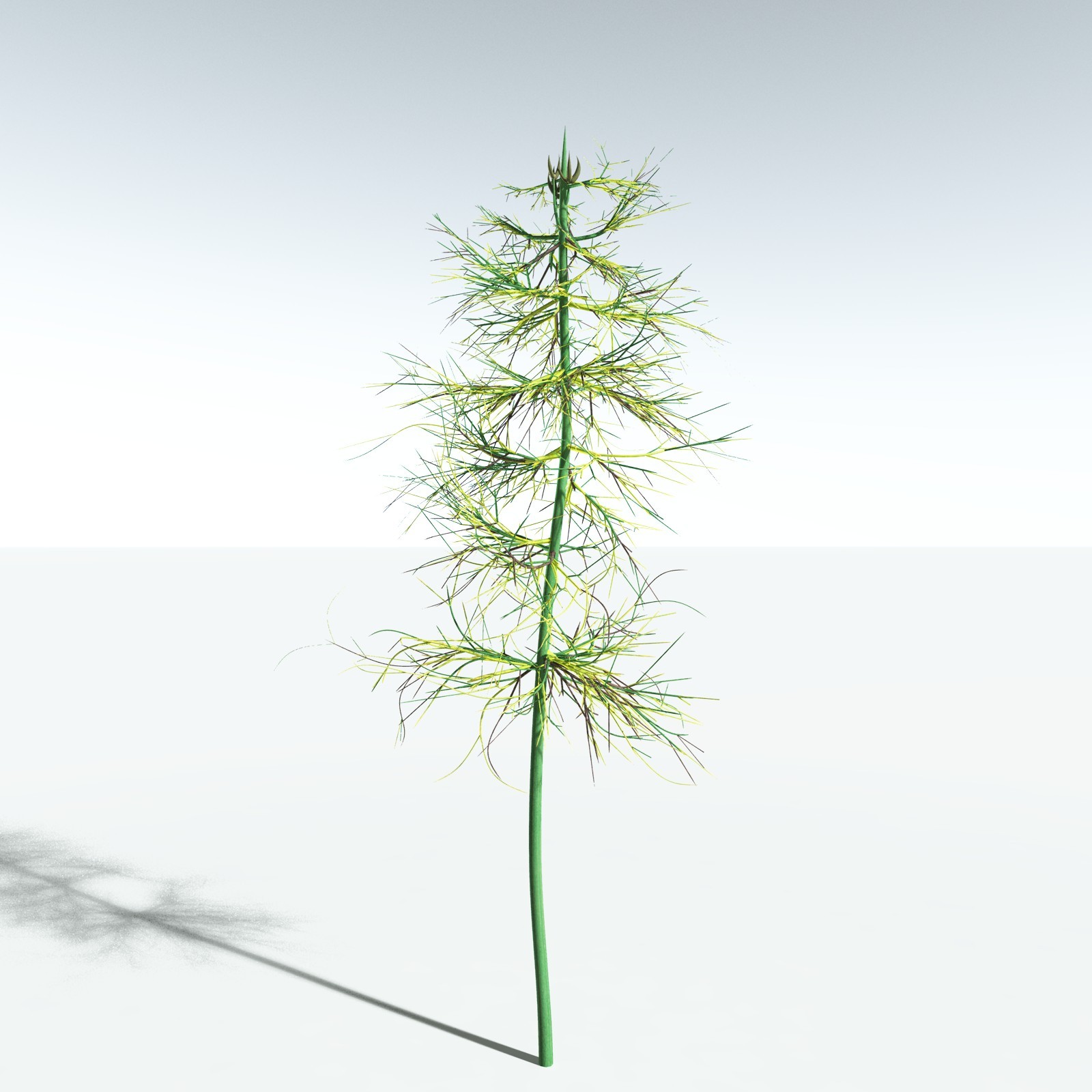 EVERYPlant Elkinsia Polymorpha for Vue by N/A