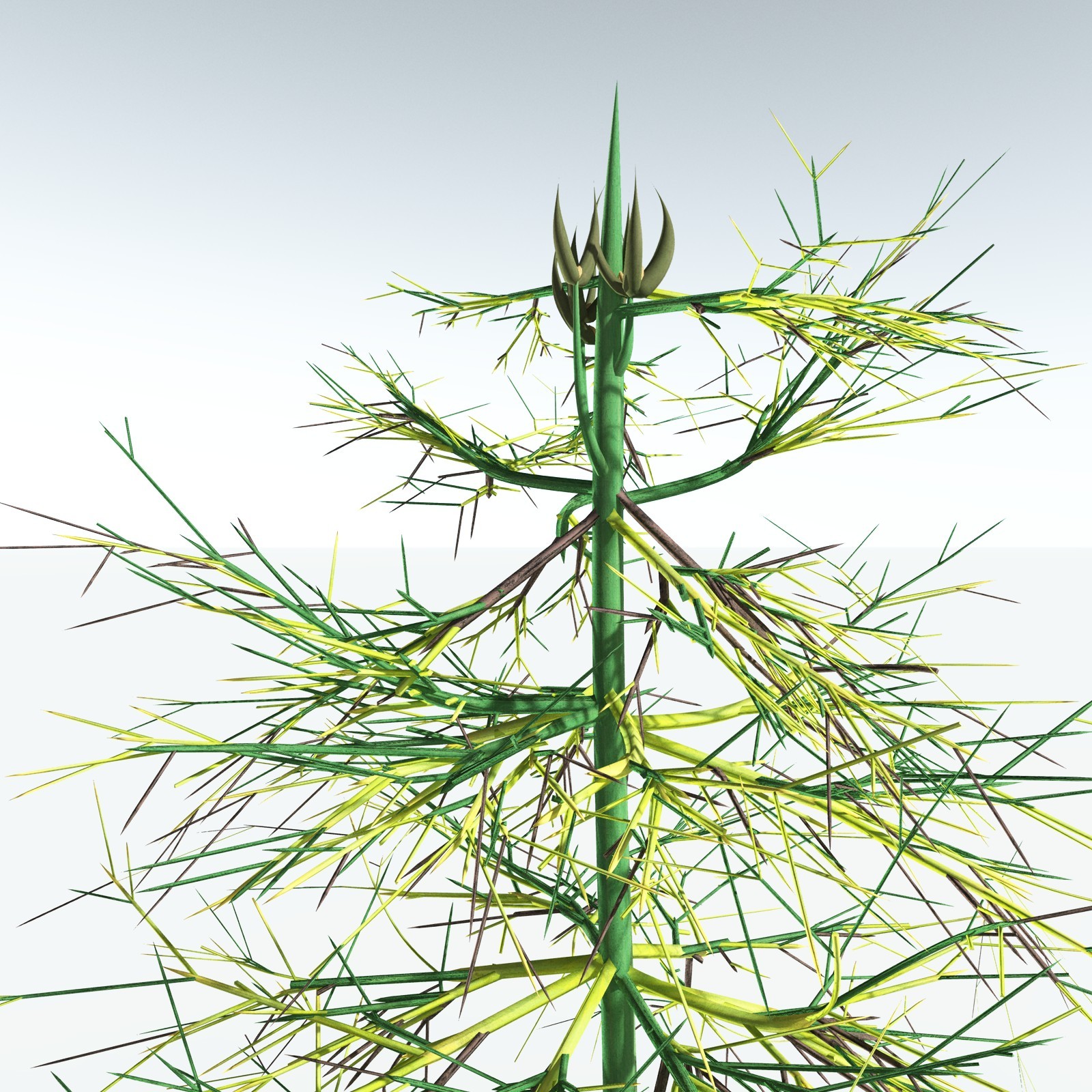 EVERYPlant Elkinsia Polymorpha for Vue by N/A