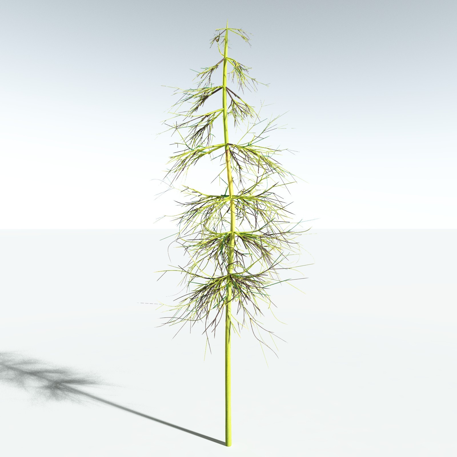EVERYPlant Elkinsia Polymorpha for Vue by N/A