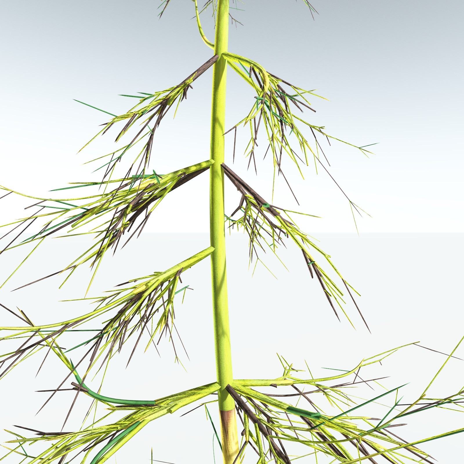 EVERYPlant Elkinsia Polymorpha for Vue by N/A