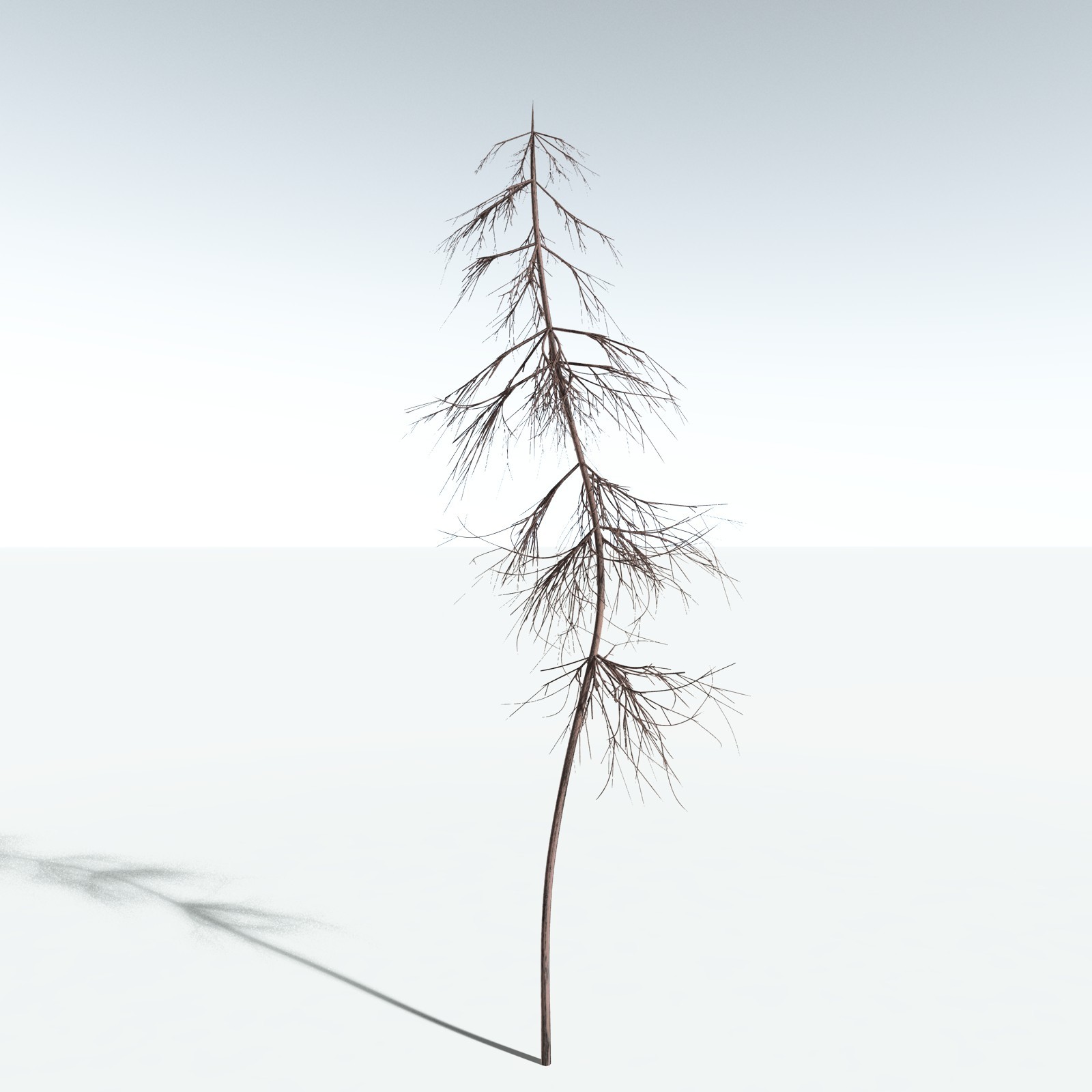 EVERYPlant Elkinsia Polymorpha for Vue by N/A