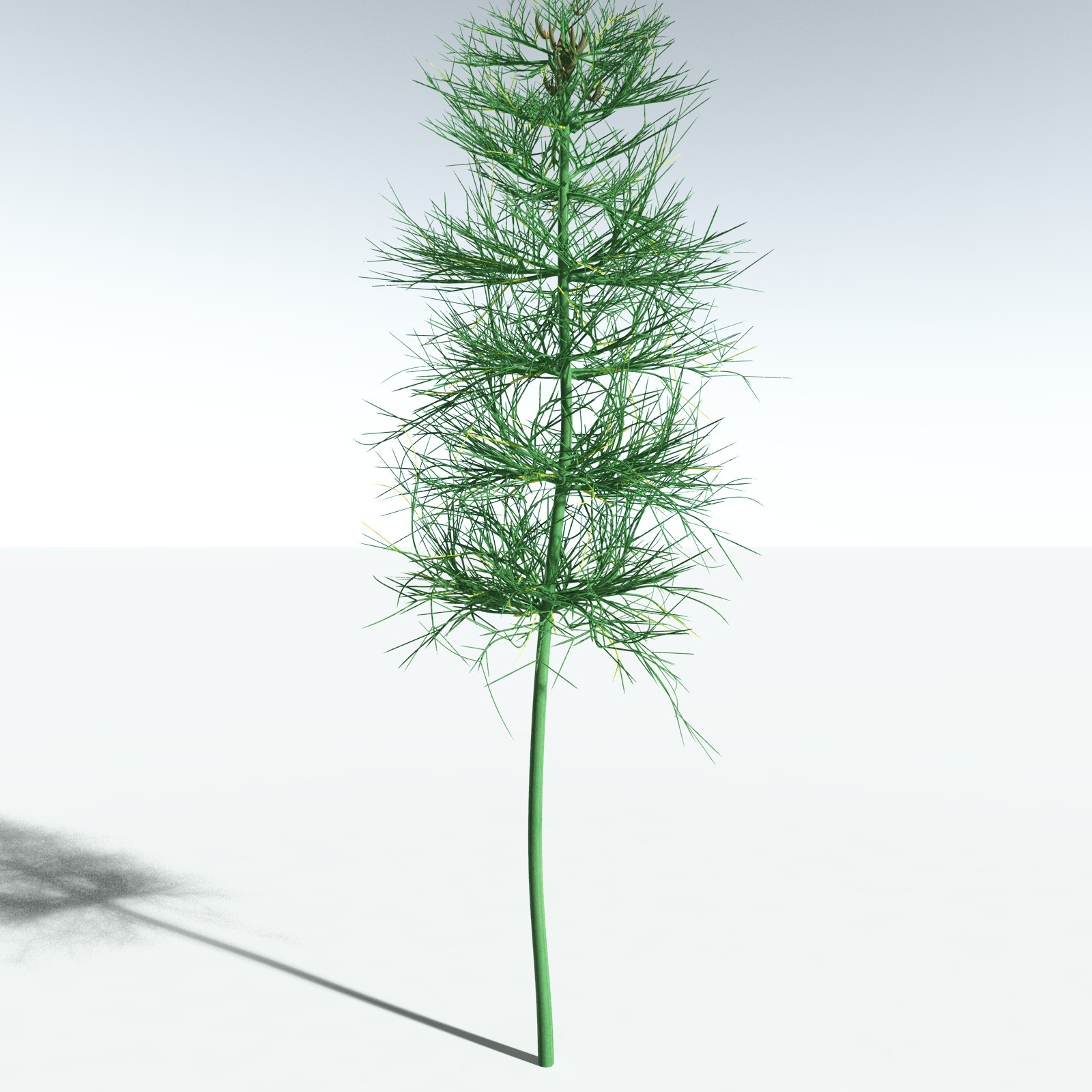 EVERYPlant Elkinsia Polymorpha for Vue by N/A