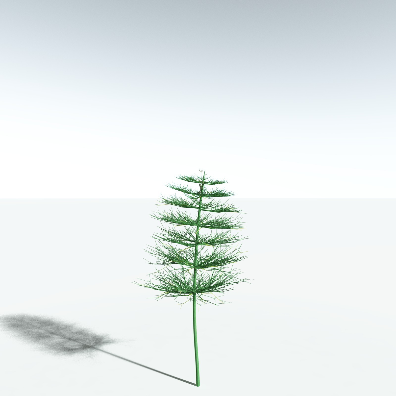 EVERYPlant Elkinsia Polymorpha for Vue by N/A