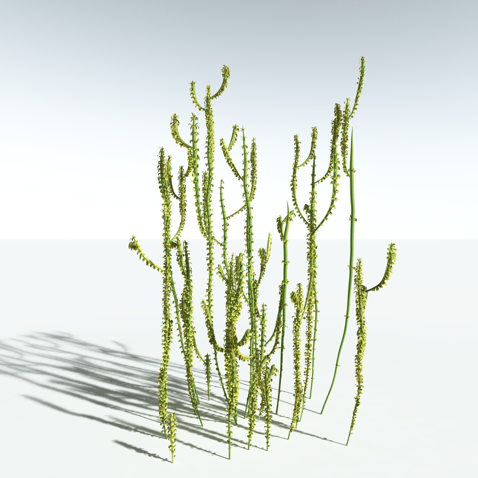 EVERYPlant Leclercqia Uncinata for Vue by N/A