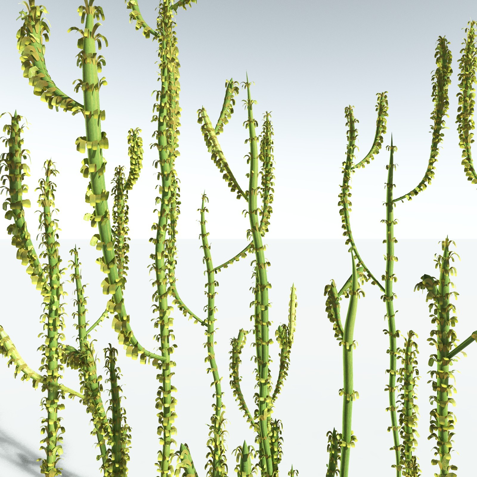 EVERYPlant Leclercqia Uncinata for Vue by N/A