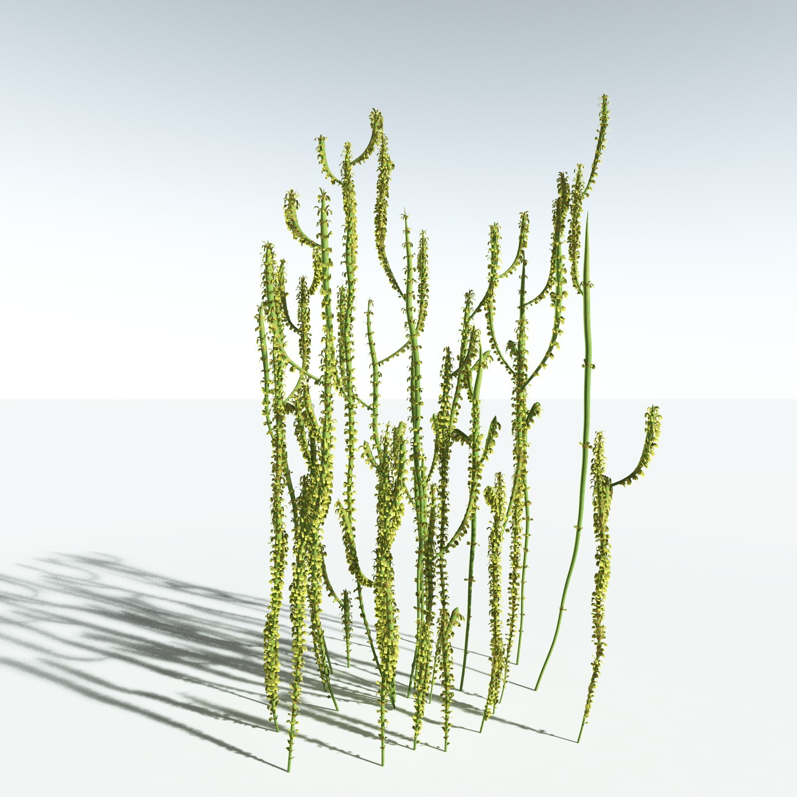 EVERYPlant Leclercqia Uncinata for Vue by N/A