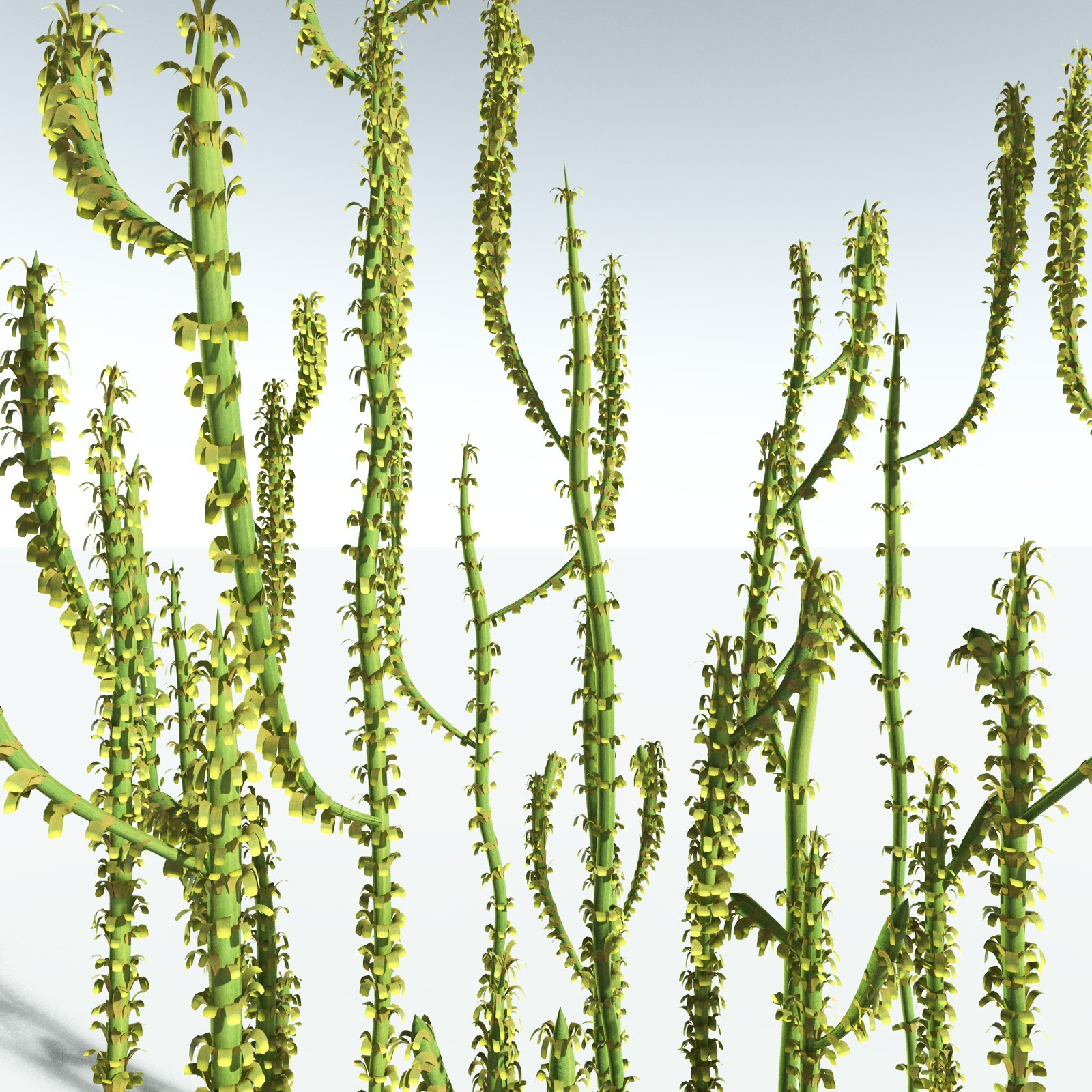 EVERYPlant Leclercqia Uncinata for Vue by N/A
