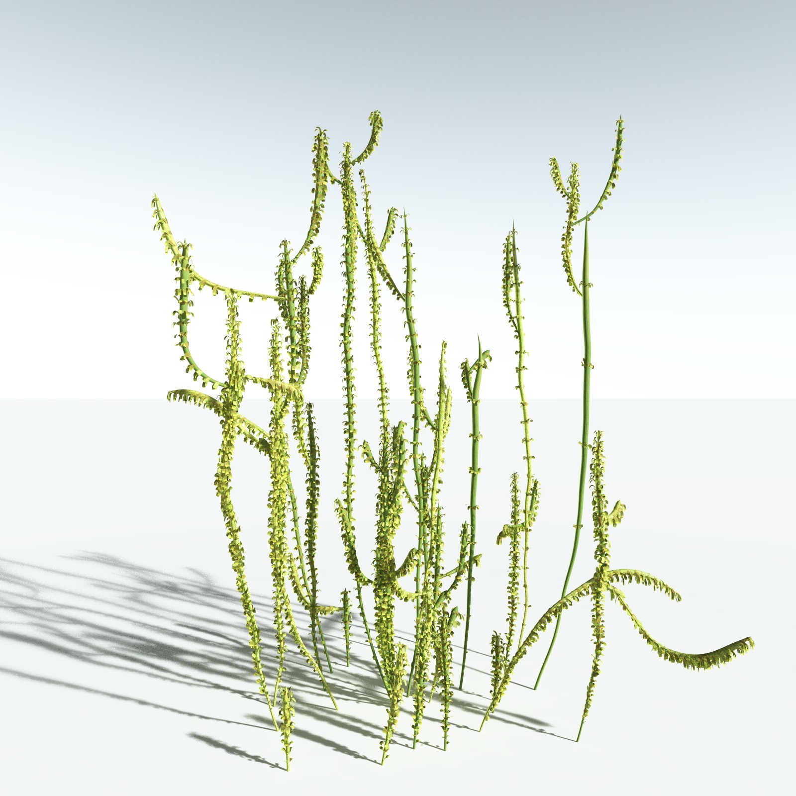 EVERYPlant Leclercqia Uncinata for Vue by N/A