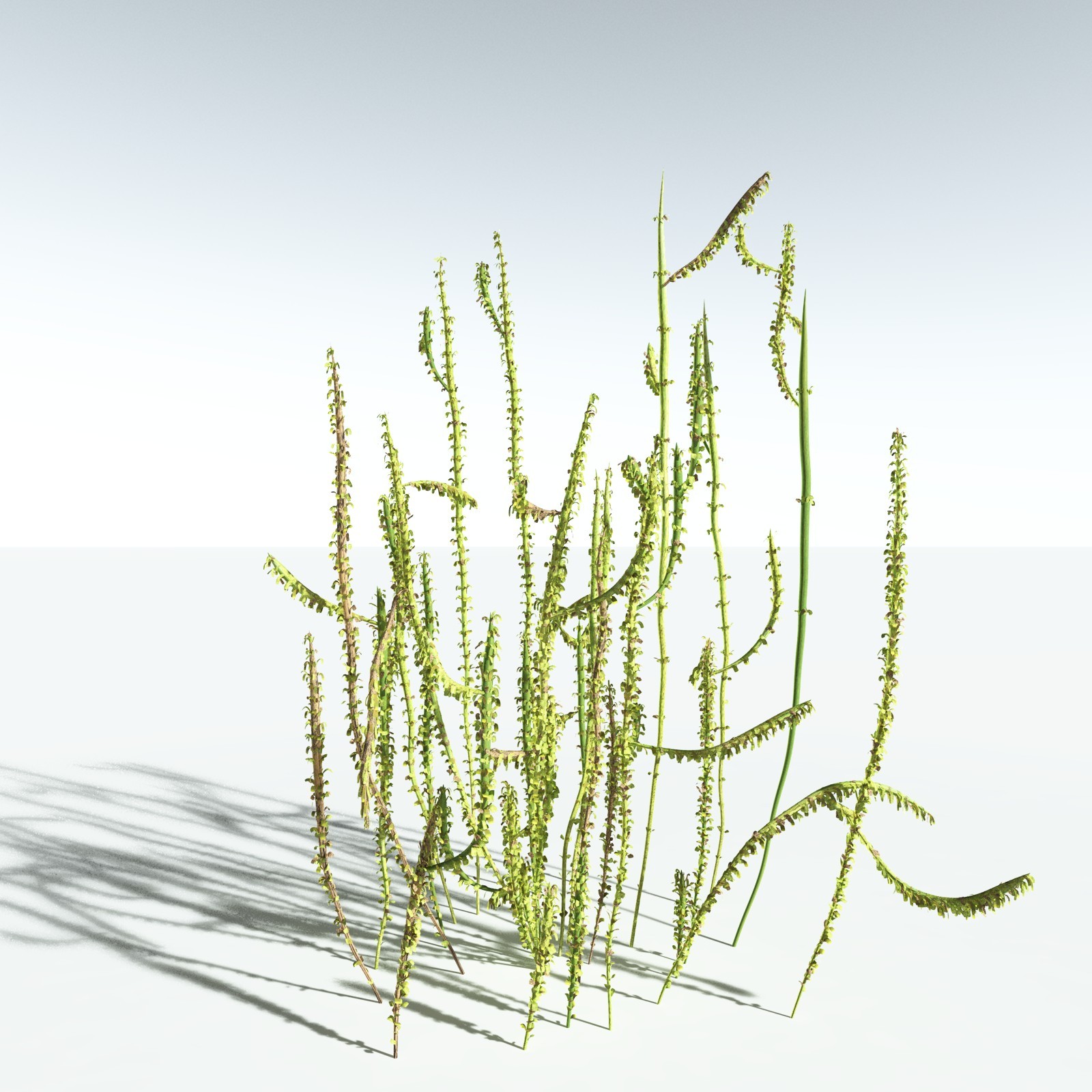 EVERYPlant Leclercqia Uncinata for Vue by N/A