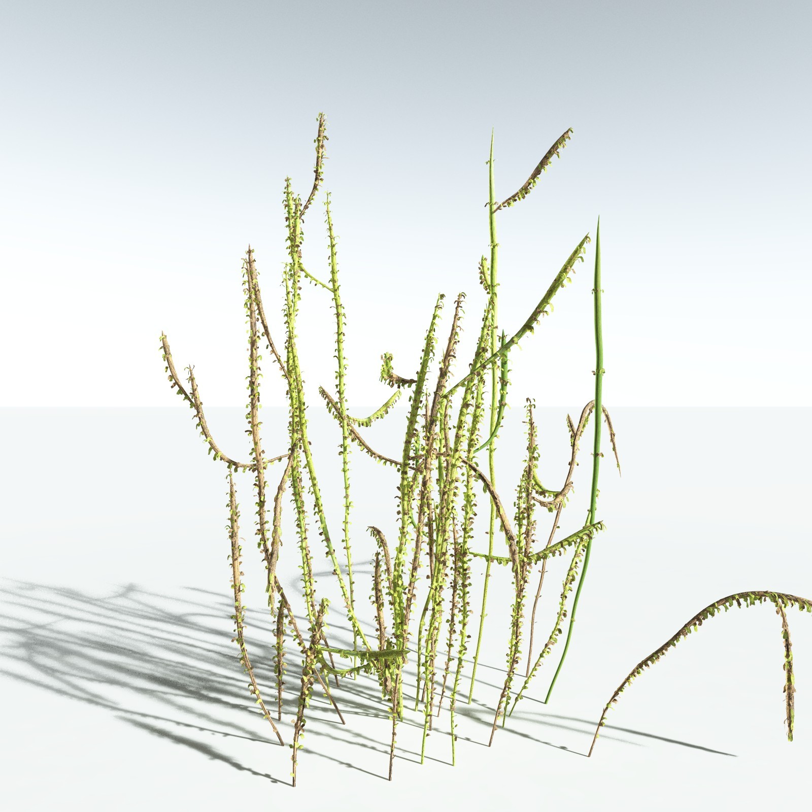EVERYPlant Leclercqia Uncinata for Vue by N/A