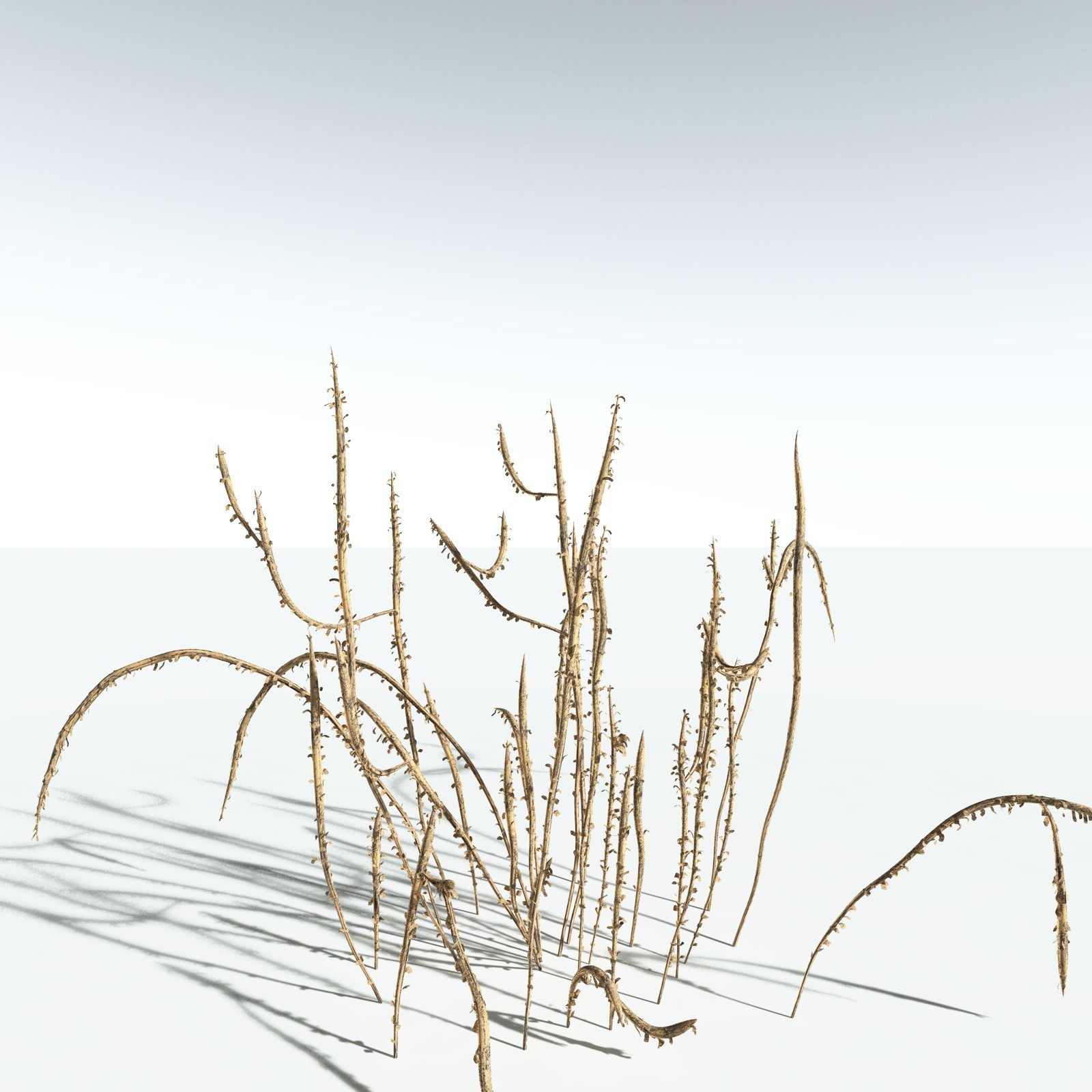 EVERYPlant Leclercqia Uncinata for Vue by N/A