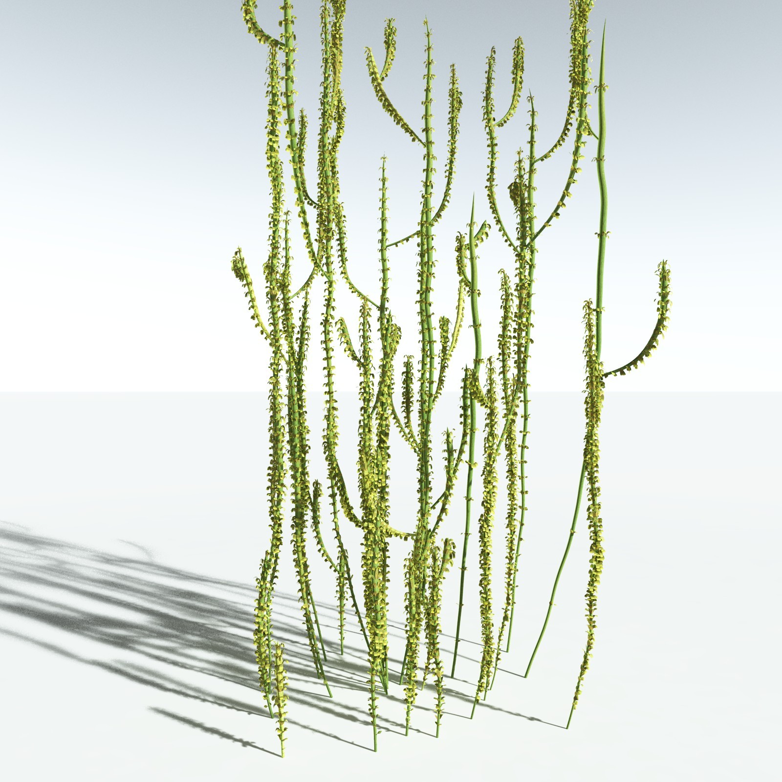 EVERYPlant Leclercqia Uncinata for Vue by N/A