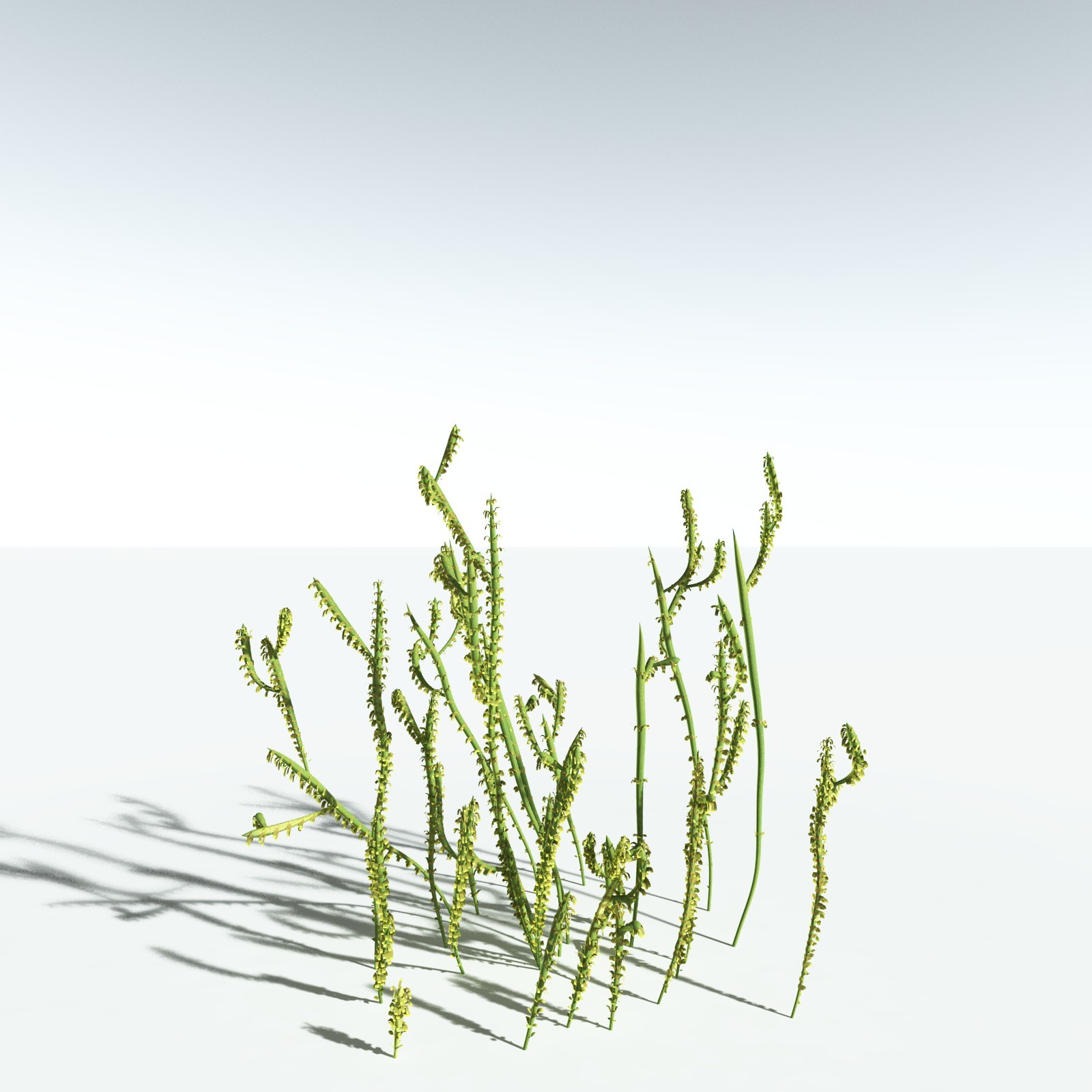 EVERYPlant Leclercqia Uncinata for Vue by N/A