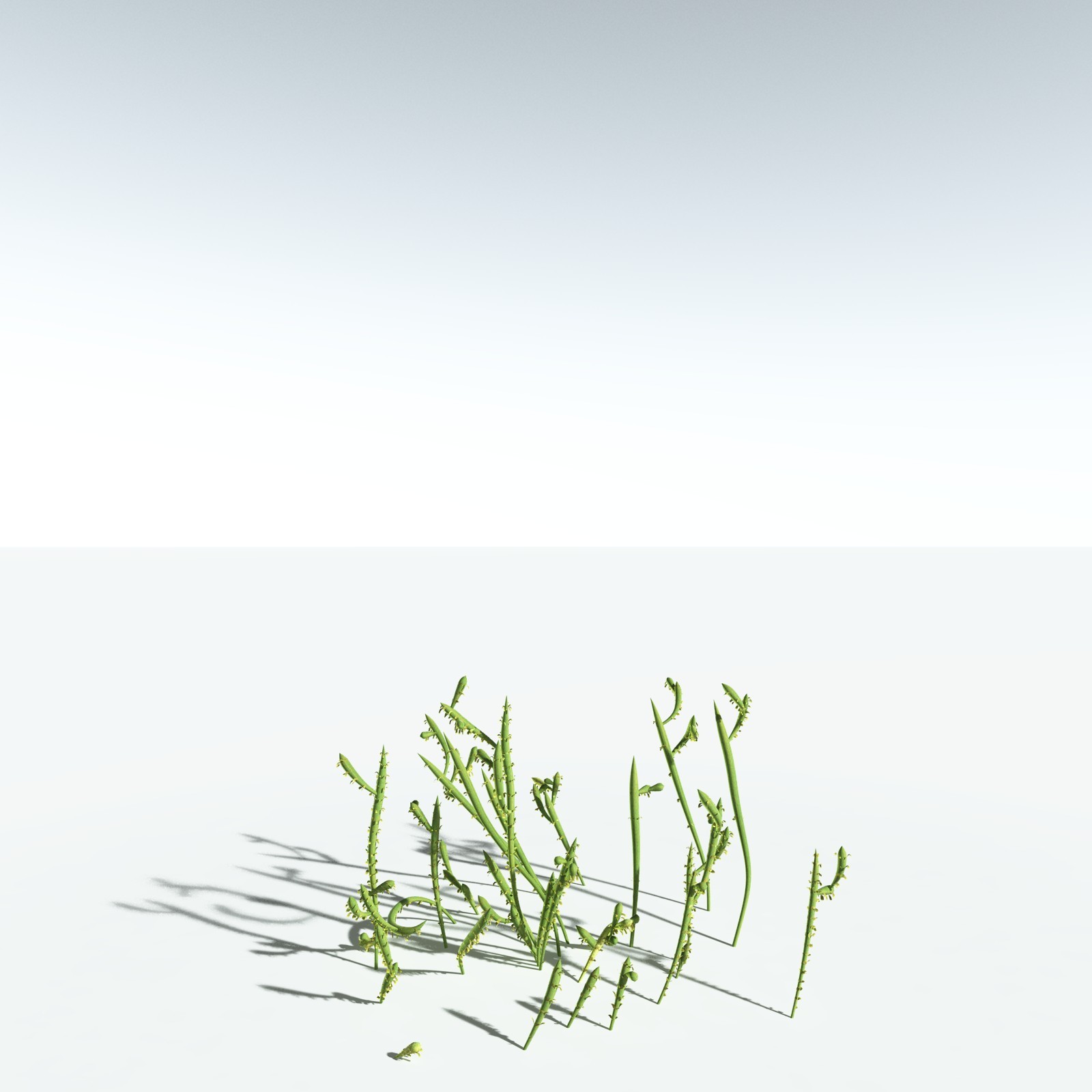 EVERYPlant Leclercqia Uncinata for Vue by N/A