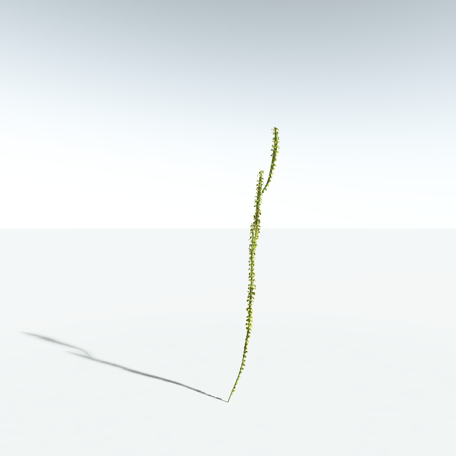 EVERYPlant Leclercqia Uncinata for Vue by N/A