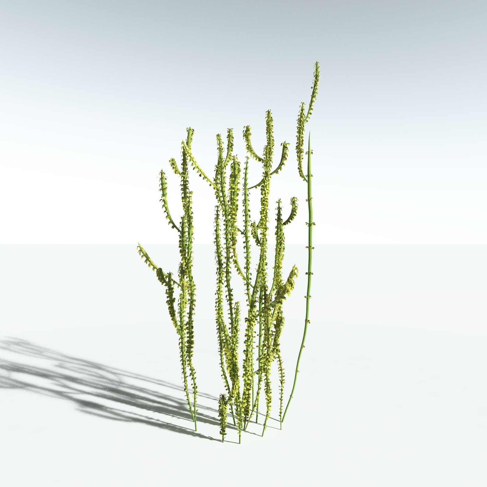 EVERYPlant Leclercqia Uncinata for Vue by N/A