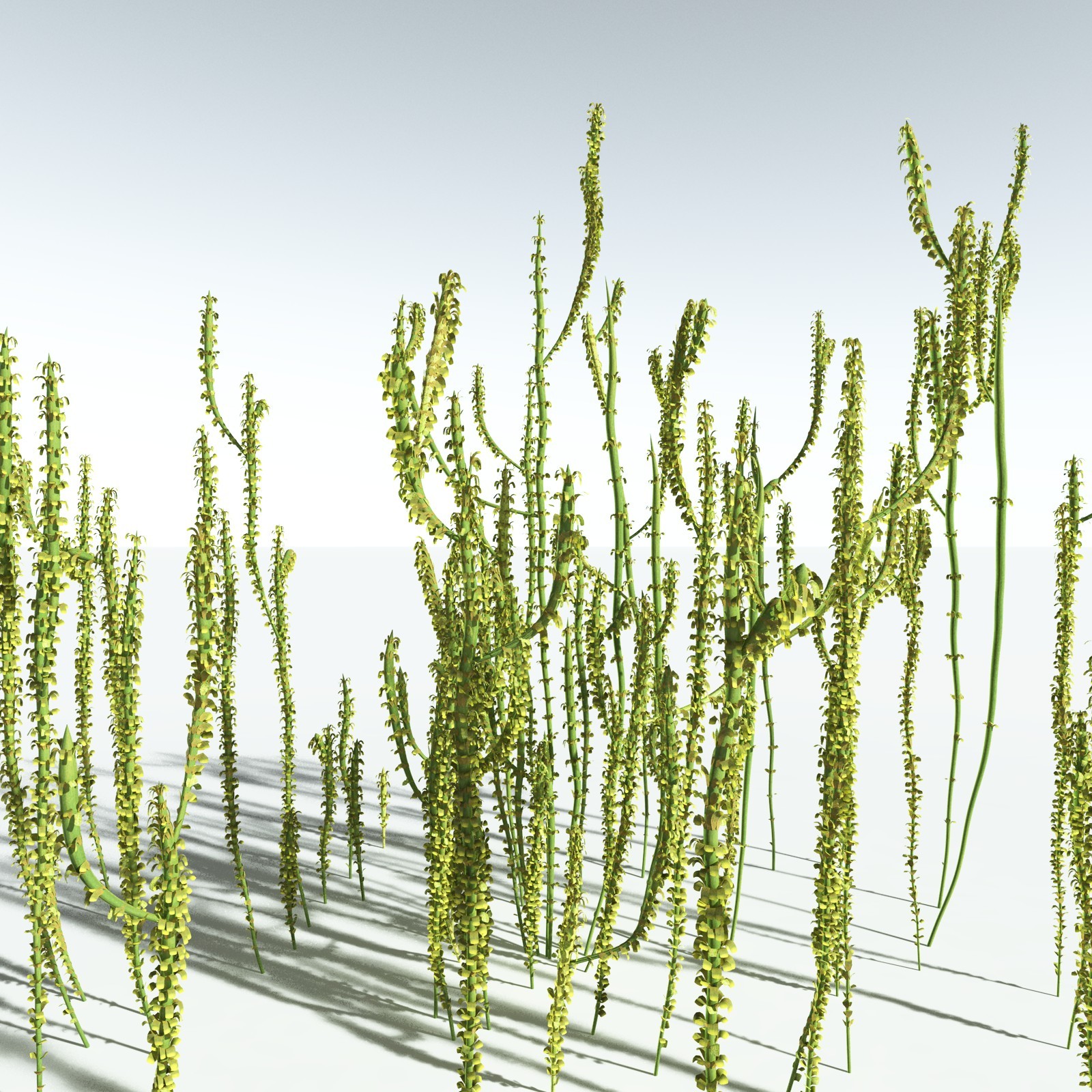 EVERYPlant Leclercqia Uncinata for Vue by N/A