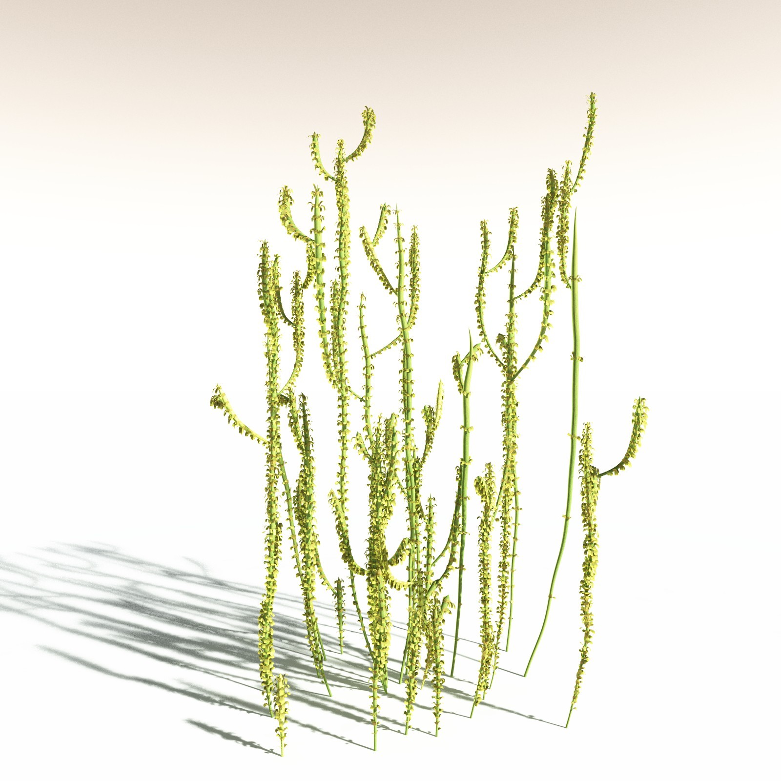 EVERYPlant Leclercqia Uncinata for Daz by N/A