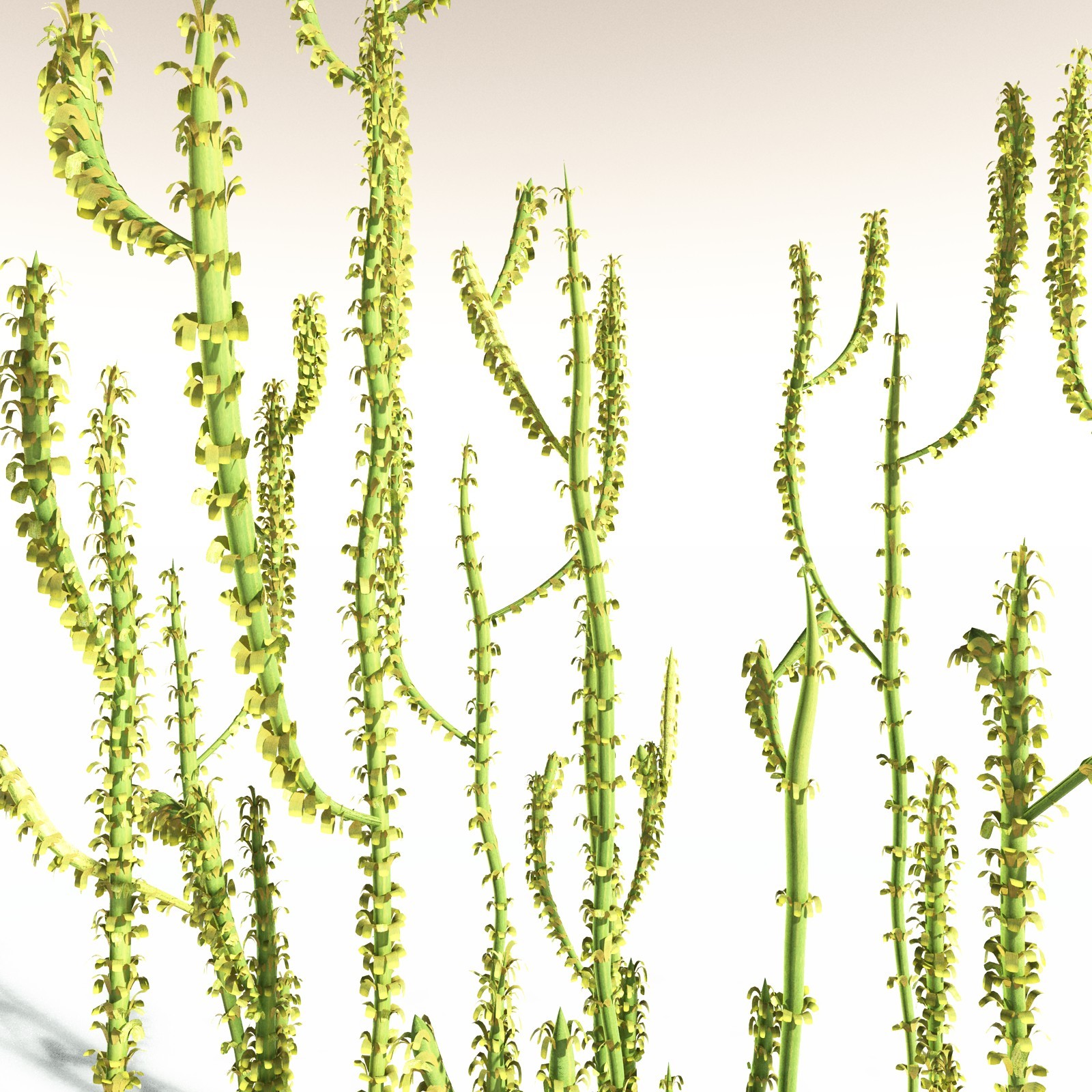 EVERYPlant Leclercqia Uncinata for Daz by N/A