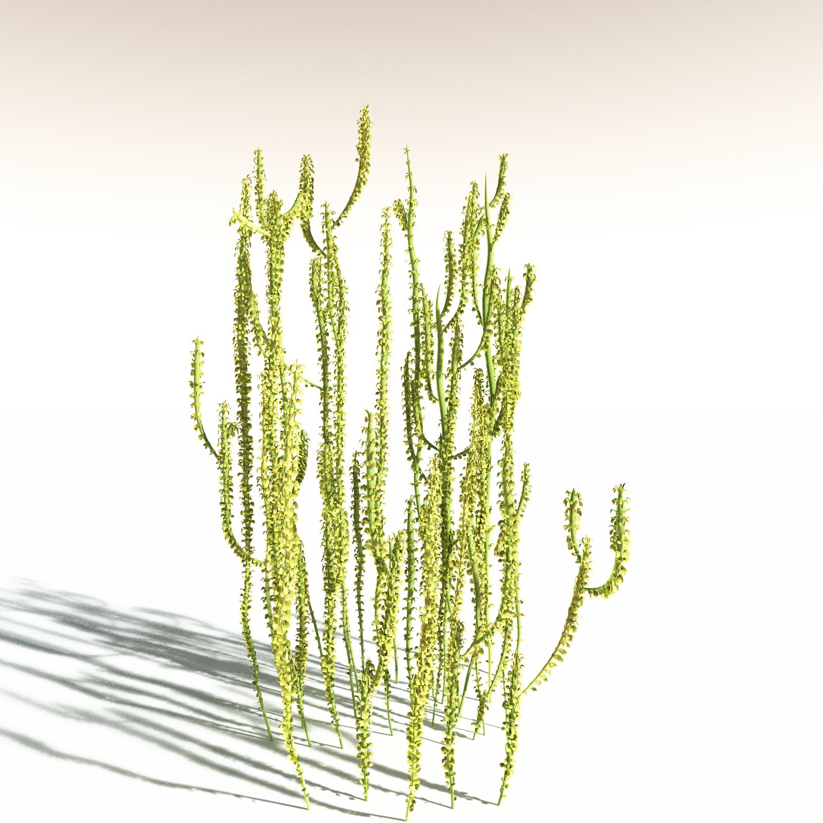 EVERYPlant Leclercqia Uncinata for Daz by N/A