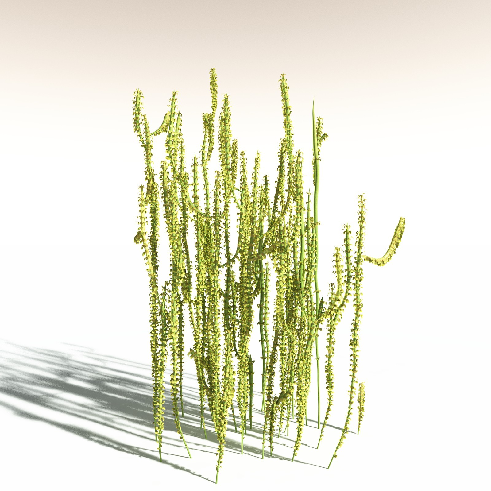 EVERYPlant Leclercqia Uncinata for Daz by N/A