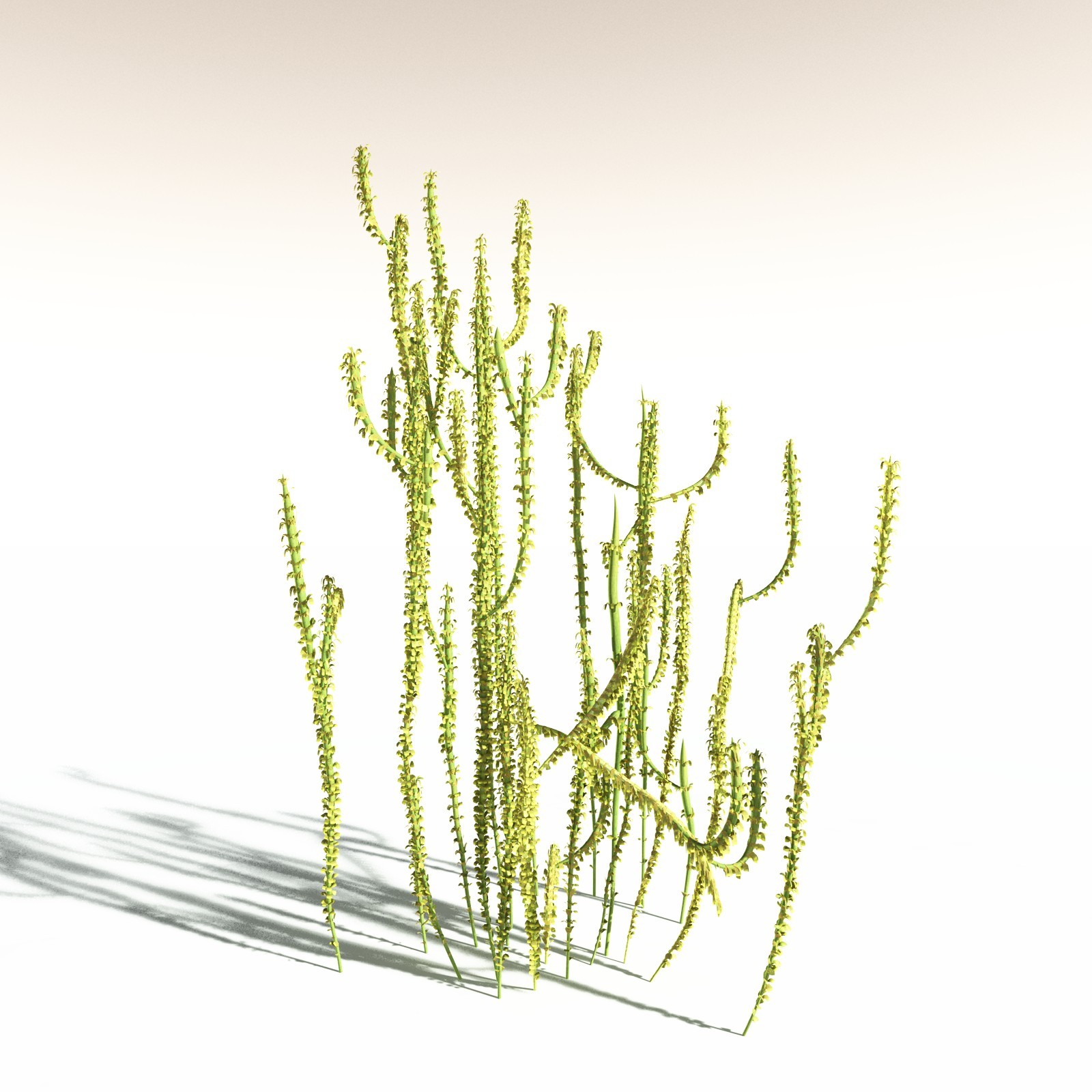 EVERYPlant Leclercqia Uncinata for Daz by N/A
