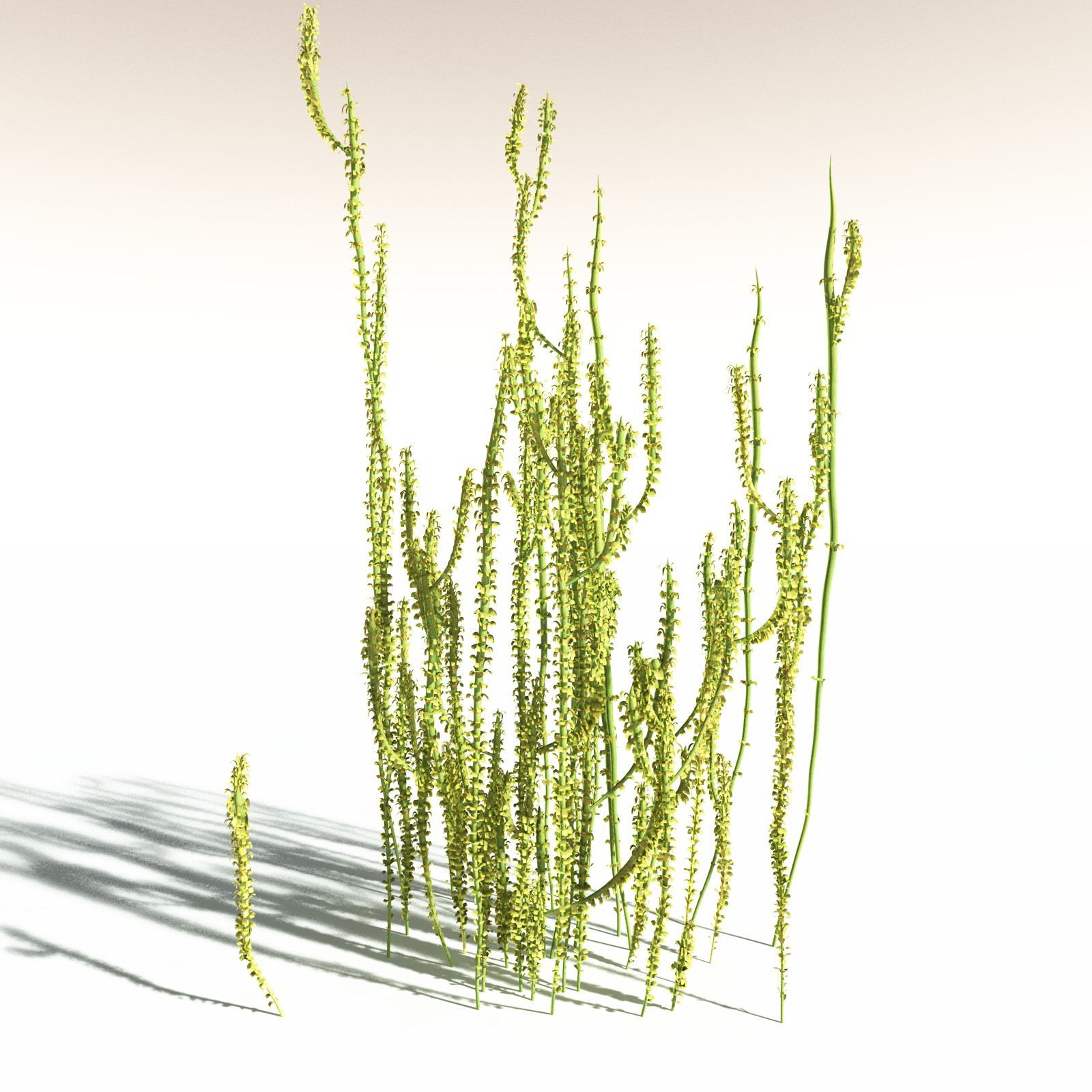 EVERYPlant Leclercqia Uncinata for Daz by N/A