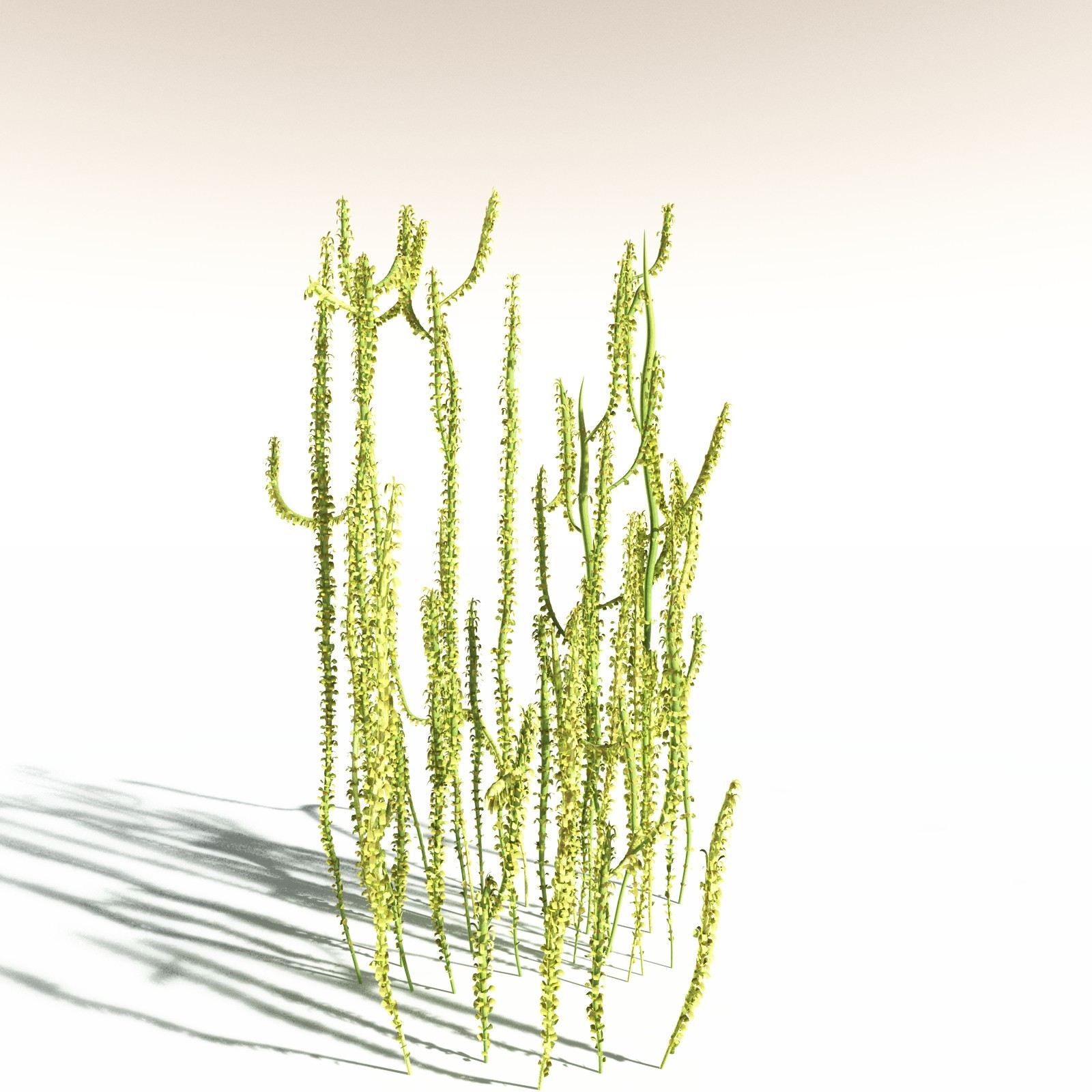 EVERYPlant Leclercqia Uncinata for Daz by N/A