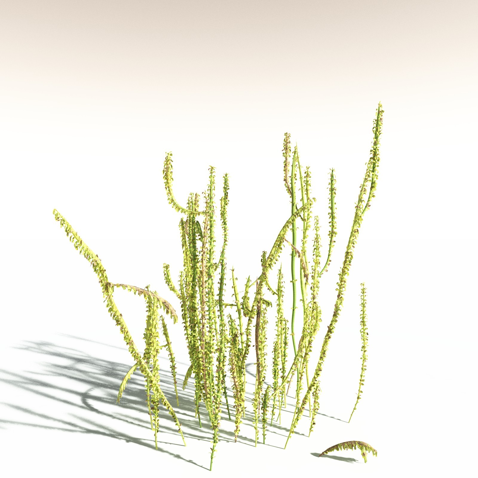 EVERYPlant Leclercqia Uncinata for Daz by N/A