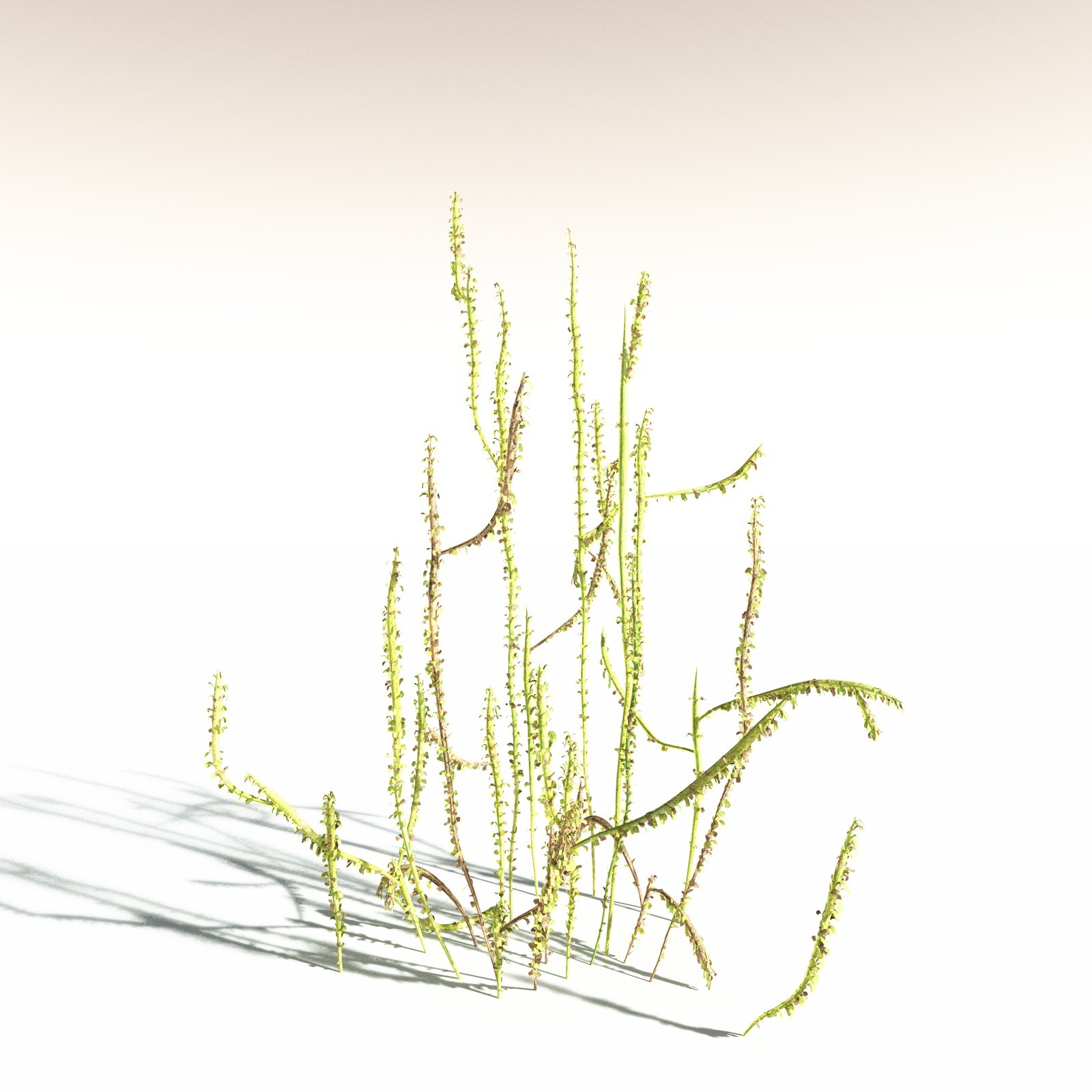 EVERYPlant Leclercqia Uncinata for Daz by N/A
