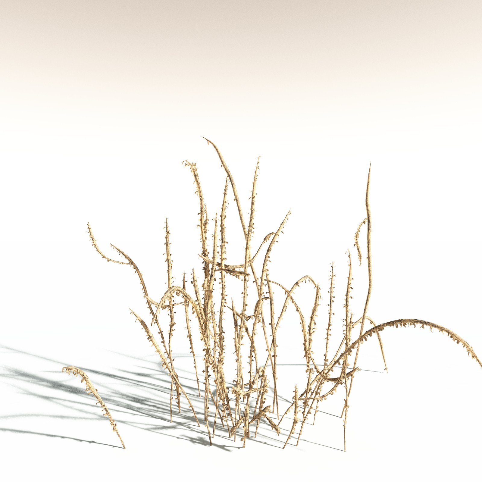EVERYPlant Leclercqia Uncinata for Daz by N/A