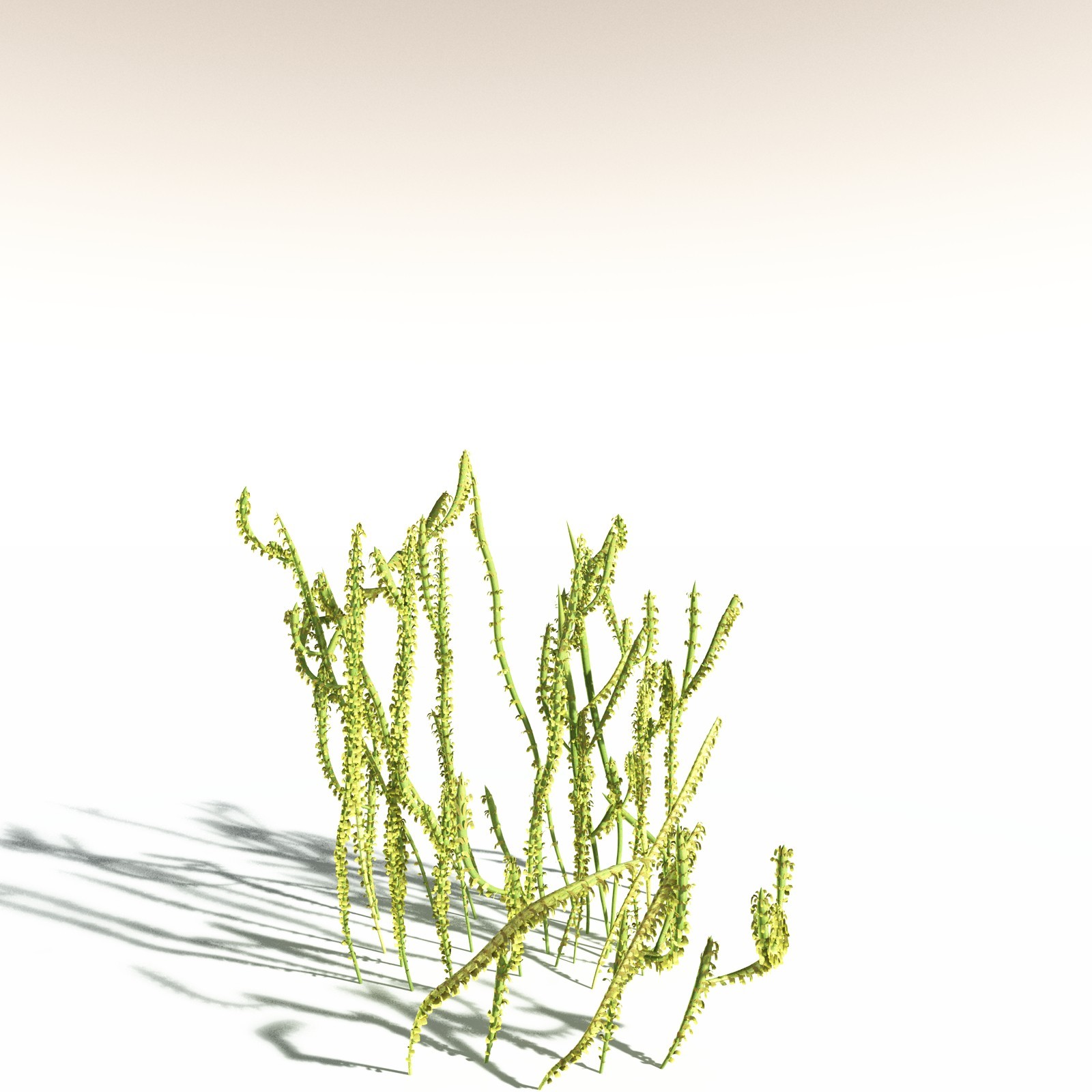 EVERYPlant Leclercqia Uncinata for Daz by N/A