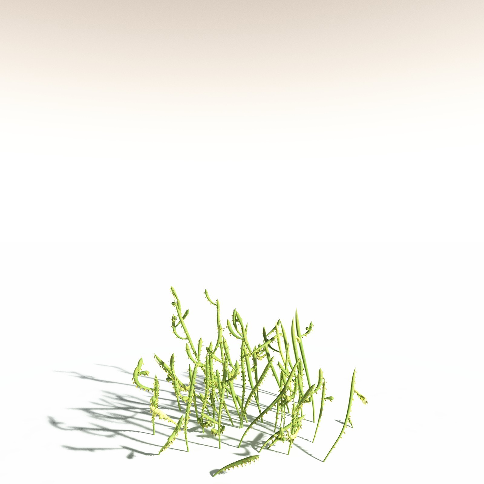 EVERYPlant Leclercqia Uncinata for Daz by N/A