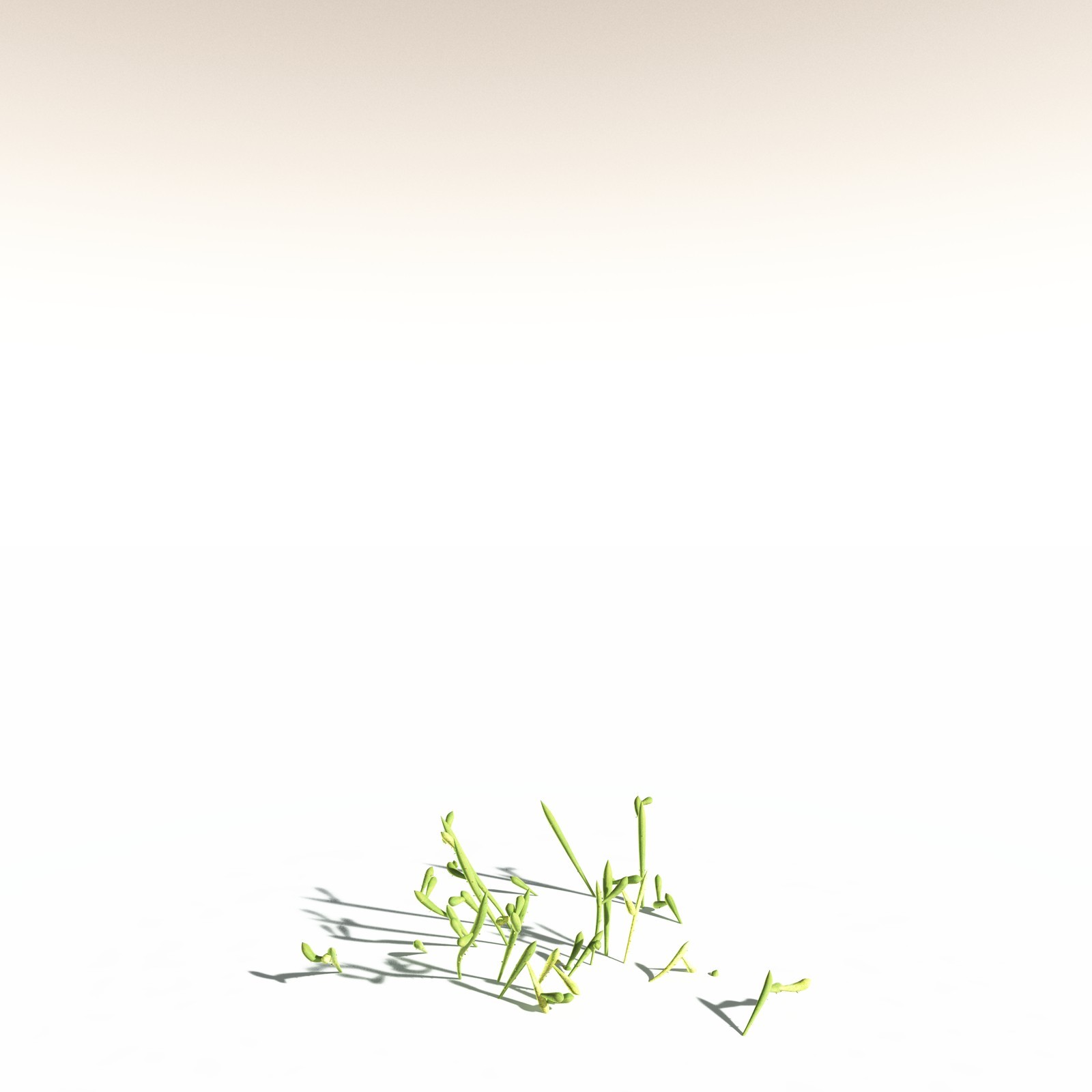 EVERYPlant Leclercqia Uncinata for Daz by N/A