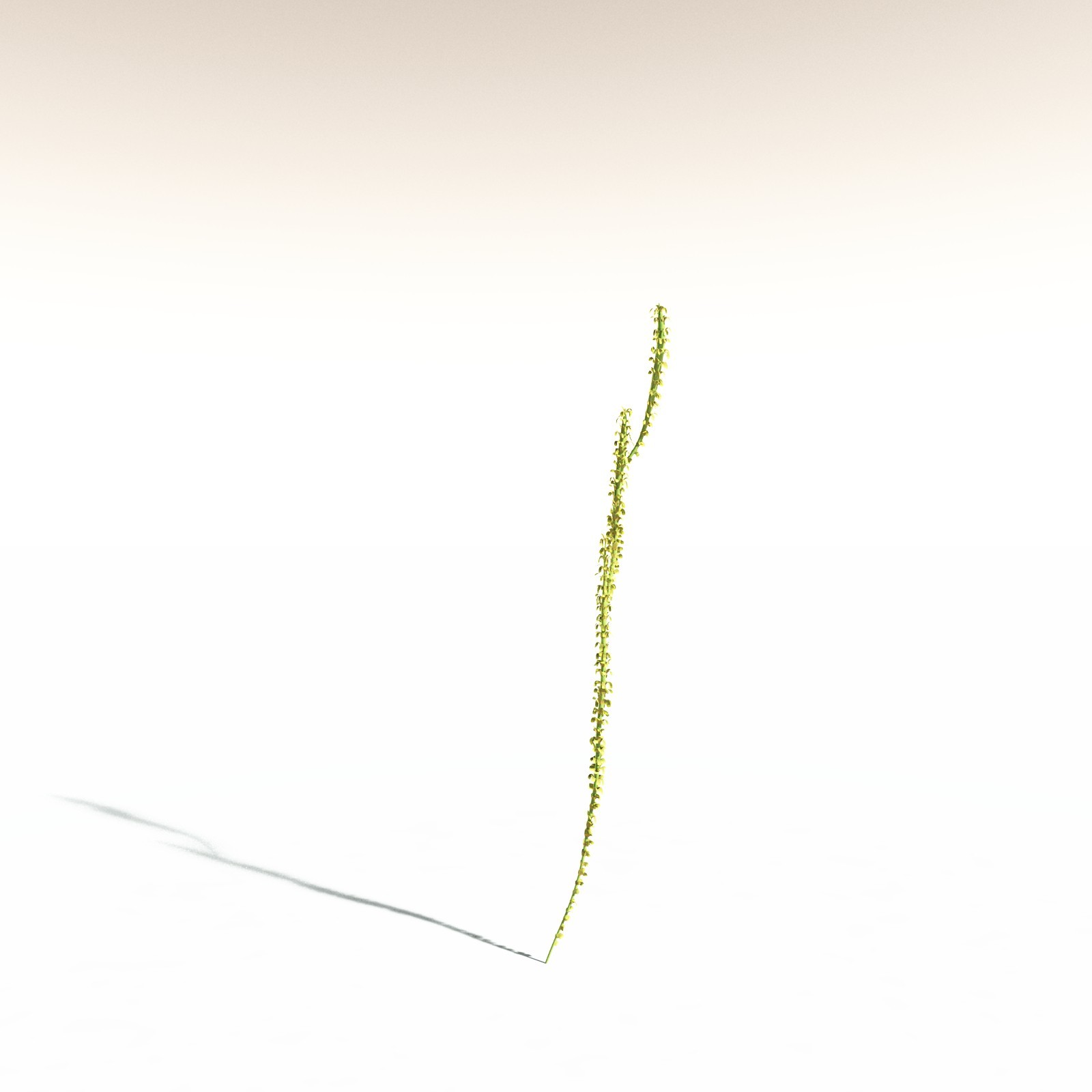 EVERYPlant Leclercqia Uncinata for Daz by N/A