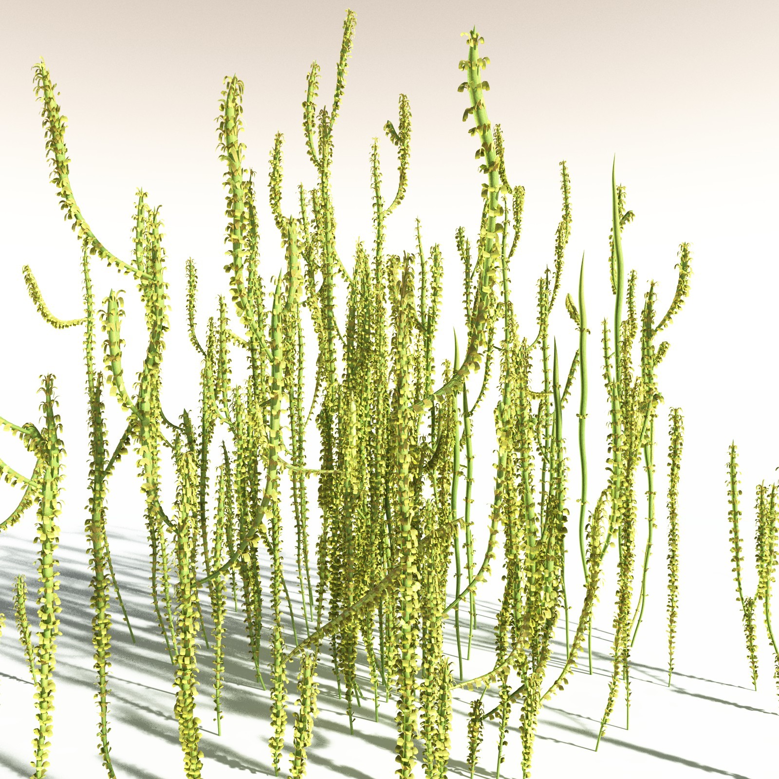 EVERYPlant Leclercqia Uncinata for Daz by N/A