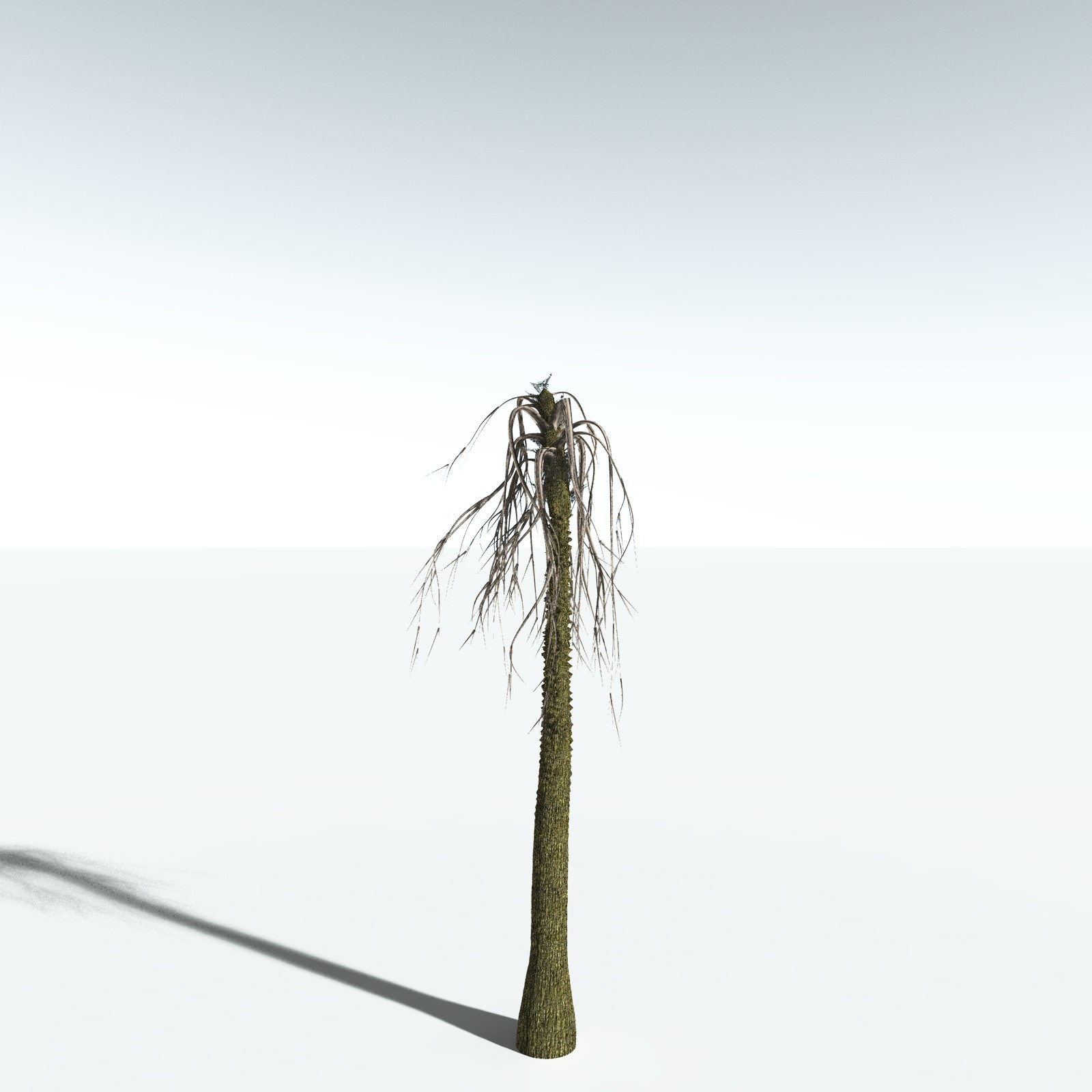 EVERYPlant Pseudosporochnus Verticillatus for Vue by N/A