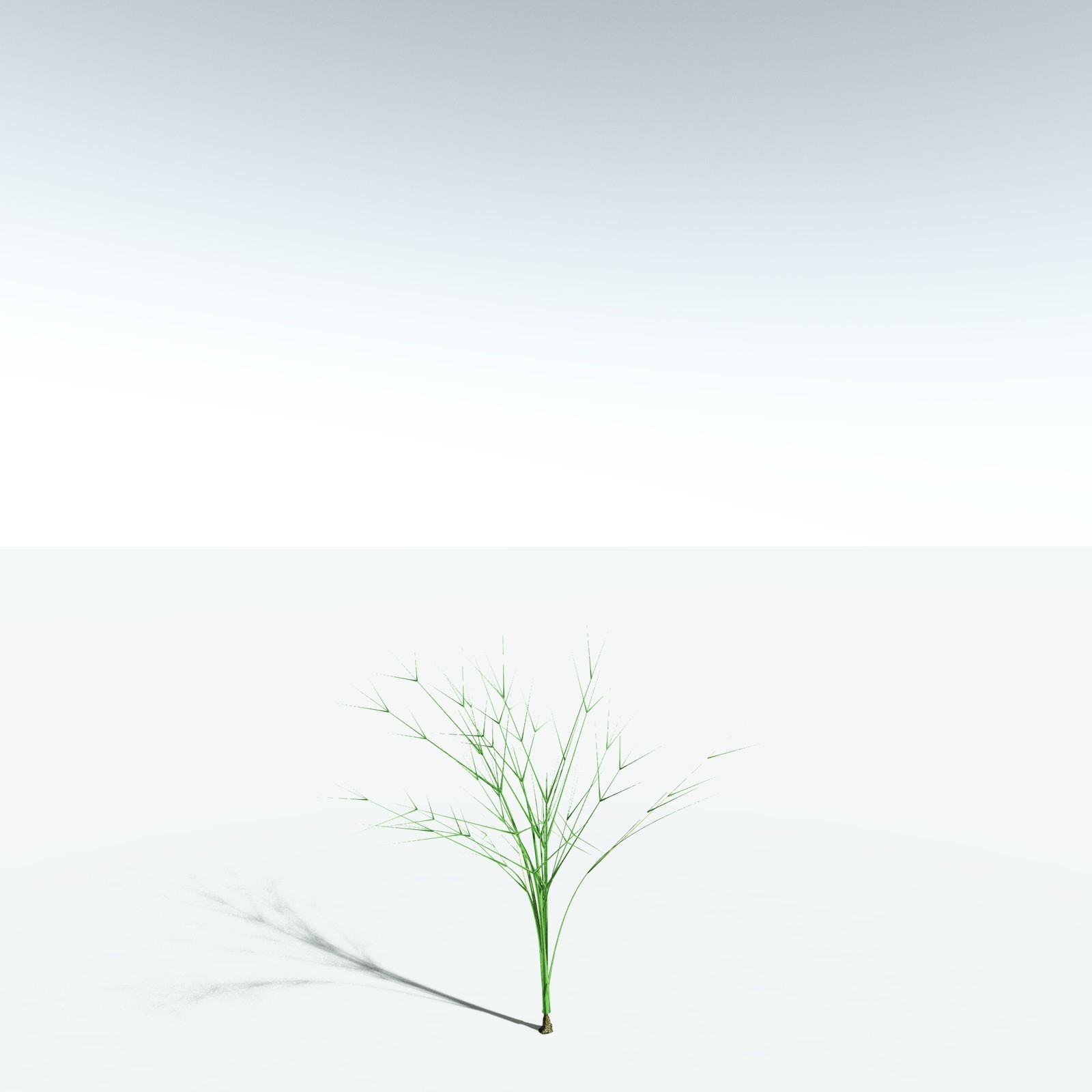 EVERYPlant Pseudosporochnus Verticillatus for Vue by N/A