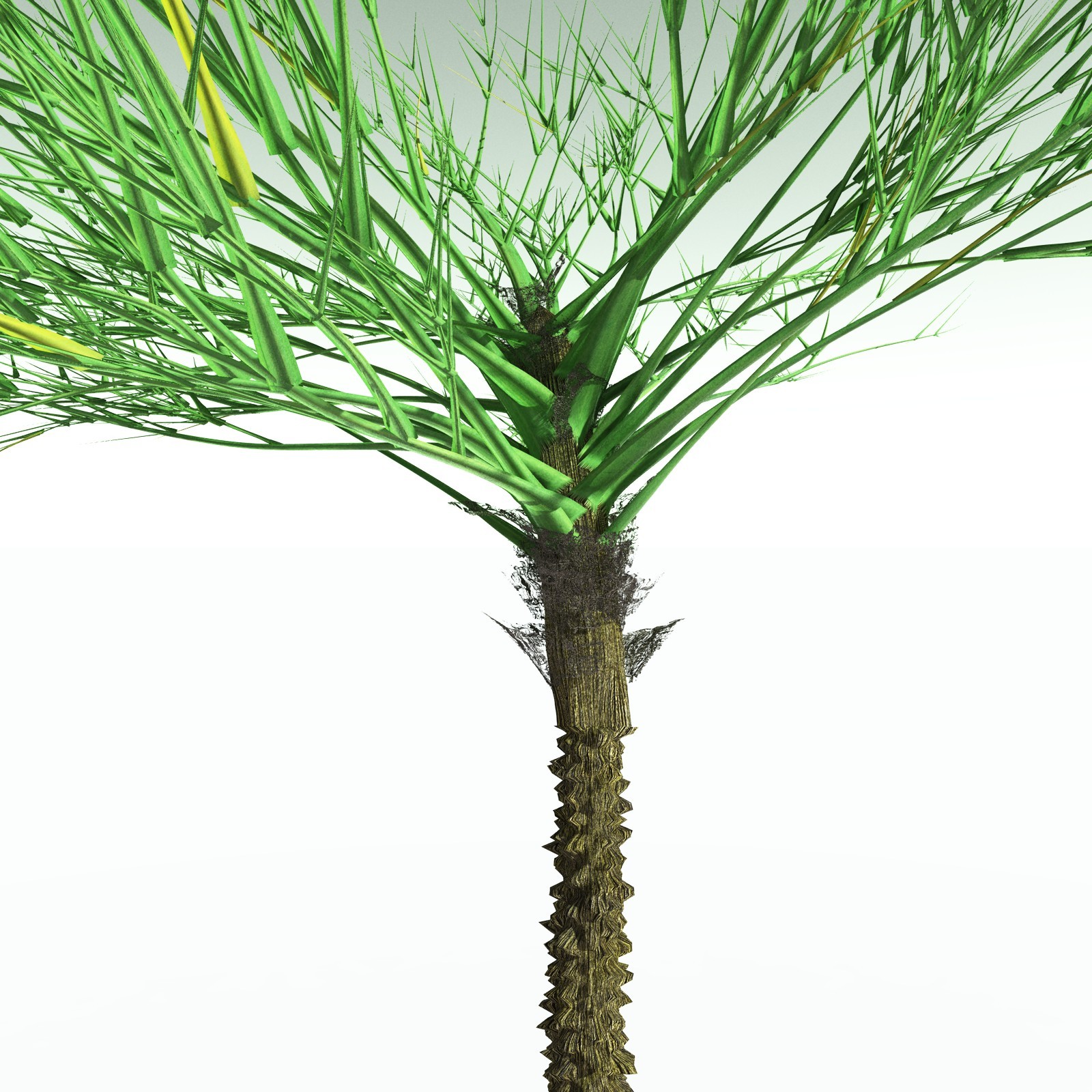 EVERYPlant Pseudosporochnus Verticillatus for Poser by N/A