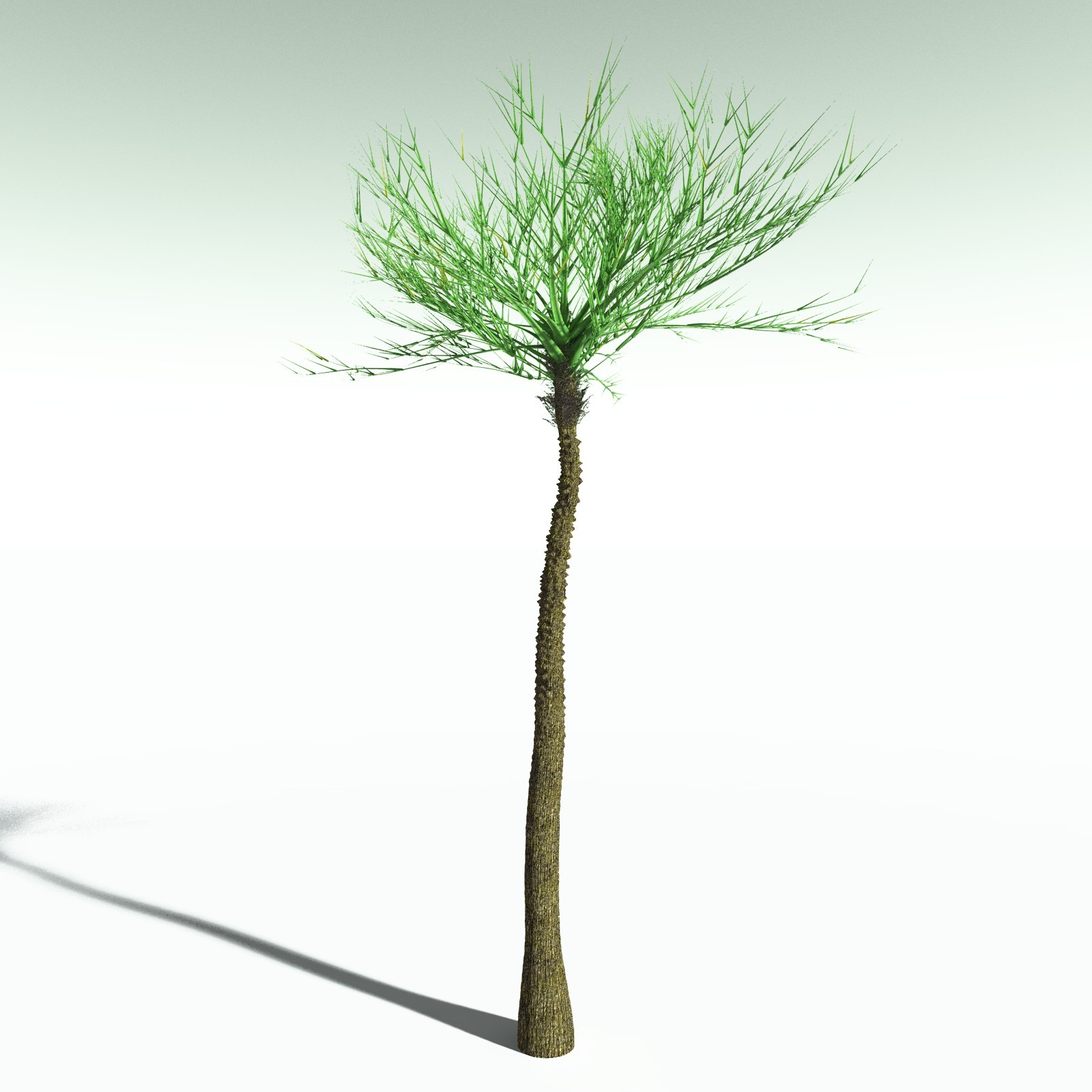 EVERYPlant Pseudosporochnus Verticillatus for Poser by N/A