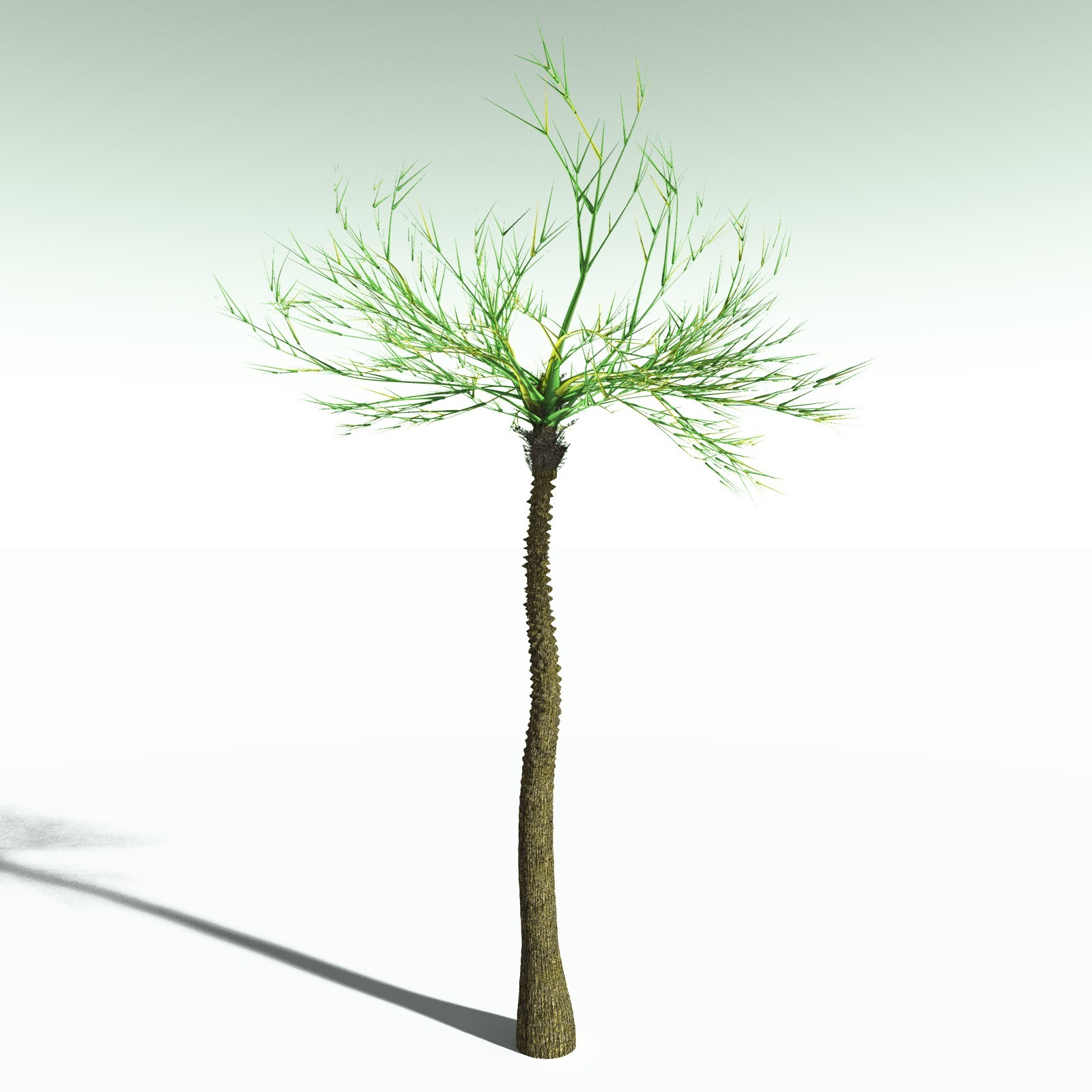 EVERYPlant Pseudosporochnus Verticillatus for Poser by N/A