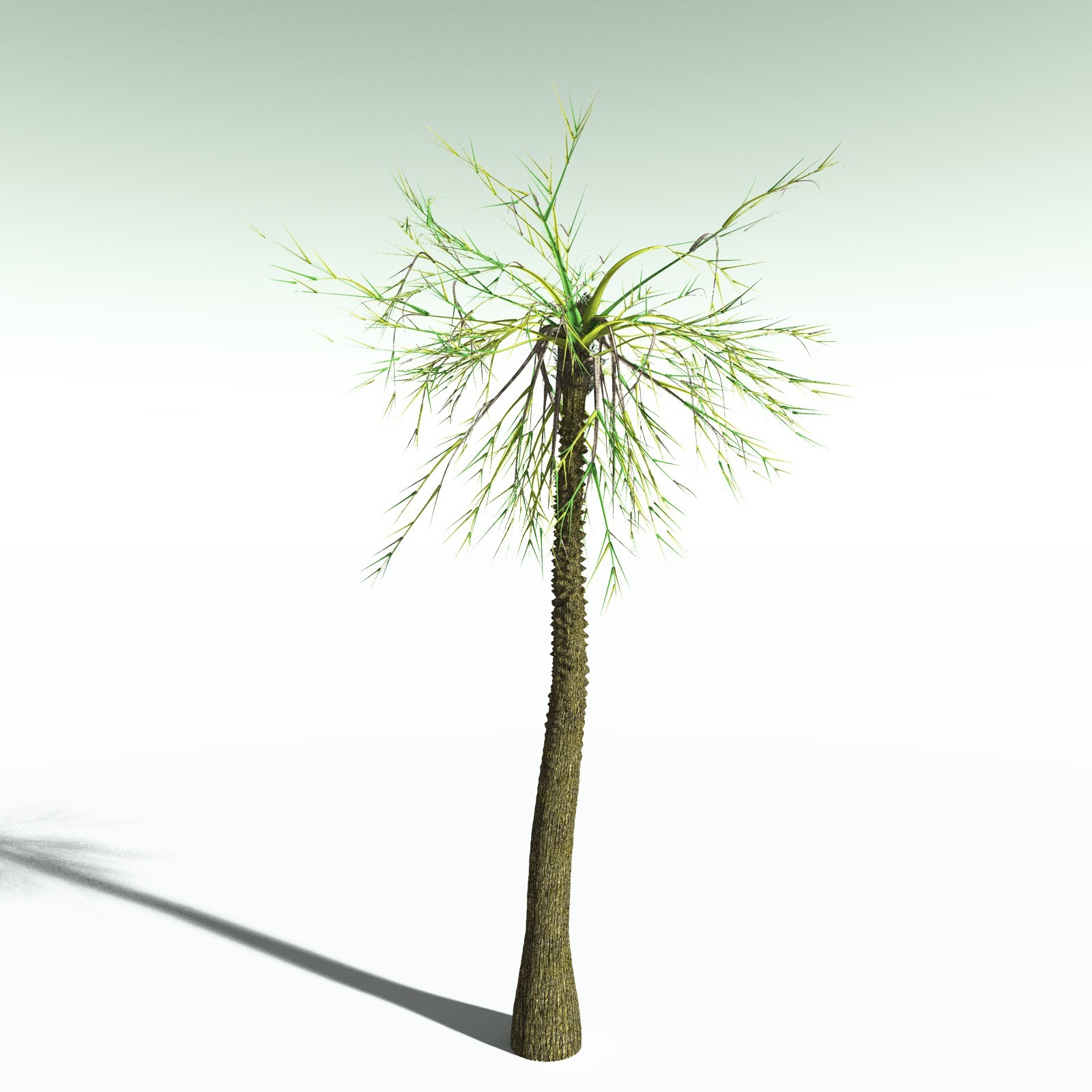 EVERYPlant Pseudosporochnus Verticillatus for Poser by N/A