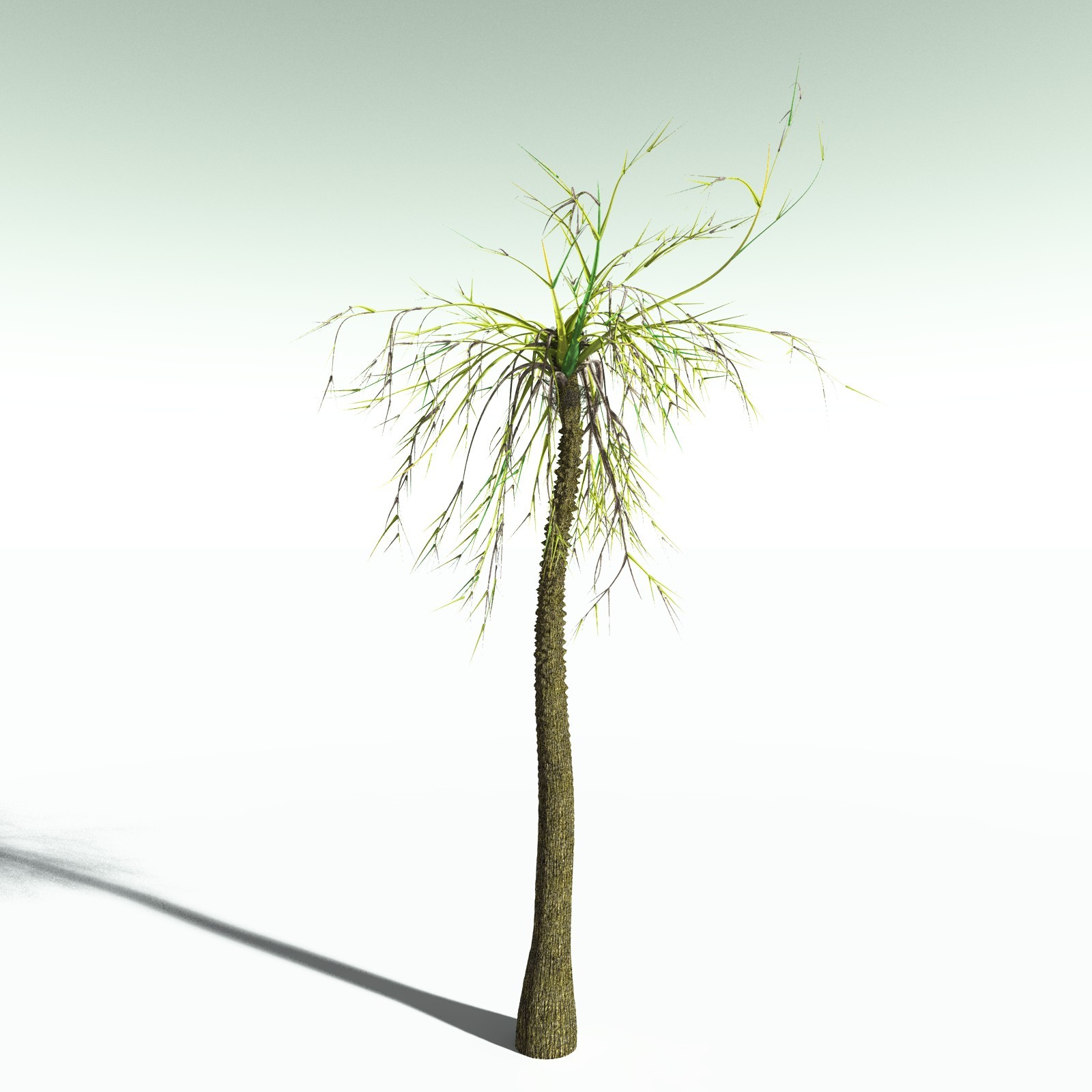 EVERYPlant Pseudosporochnus Verticillatus for Poser by N/A