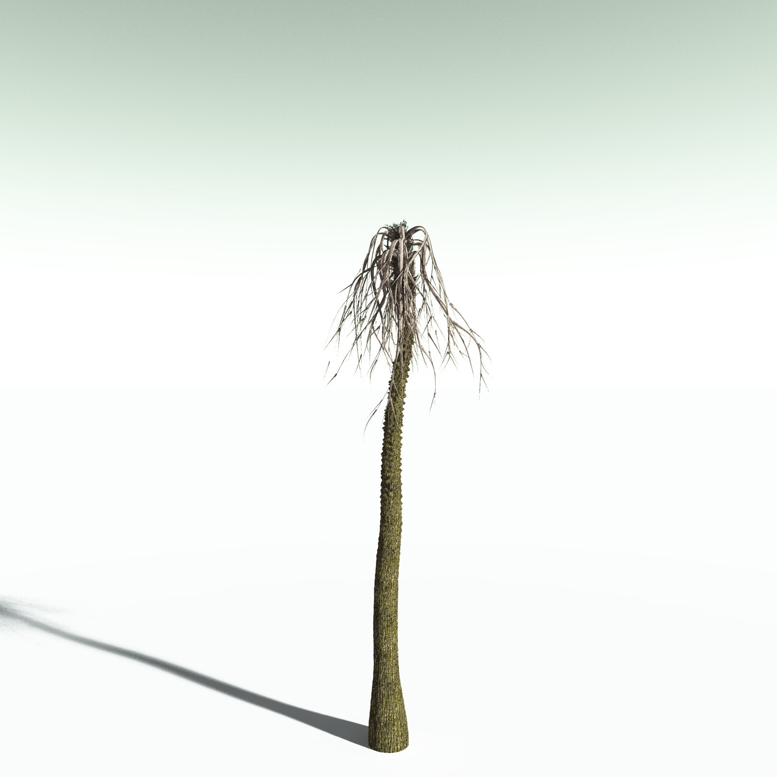 EVERYPlant Pseudosporochnus Verticillatus for Poser by N/A