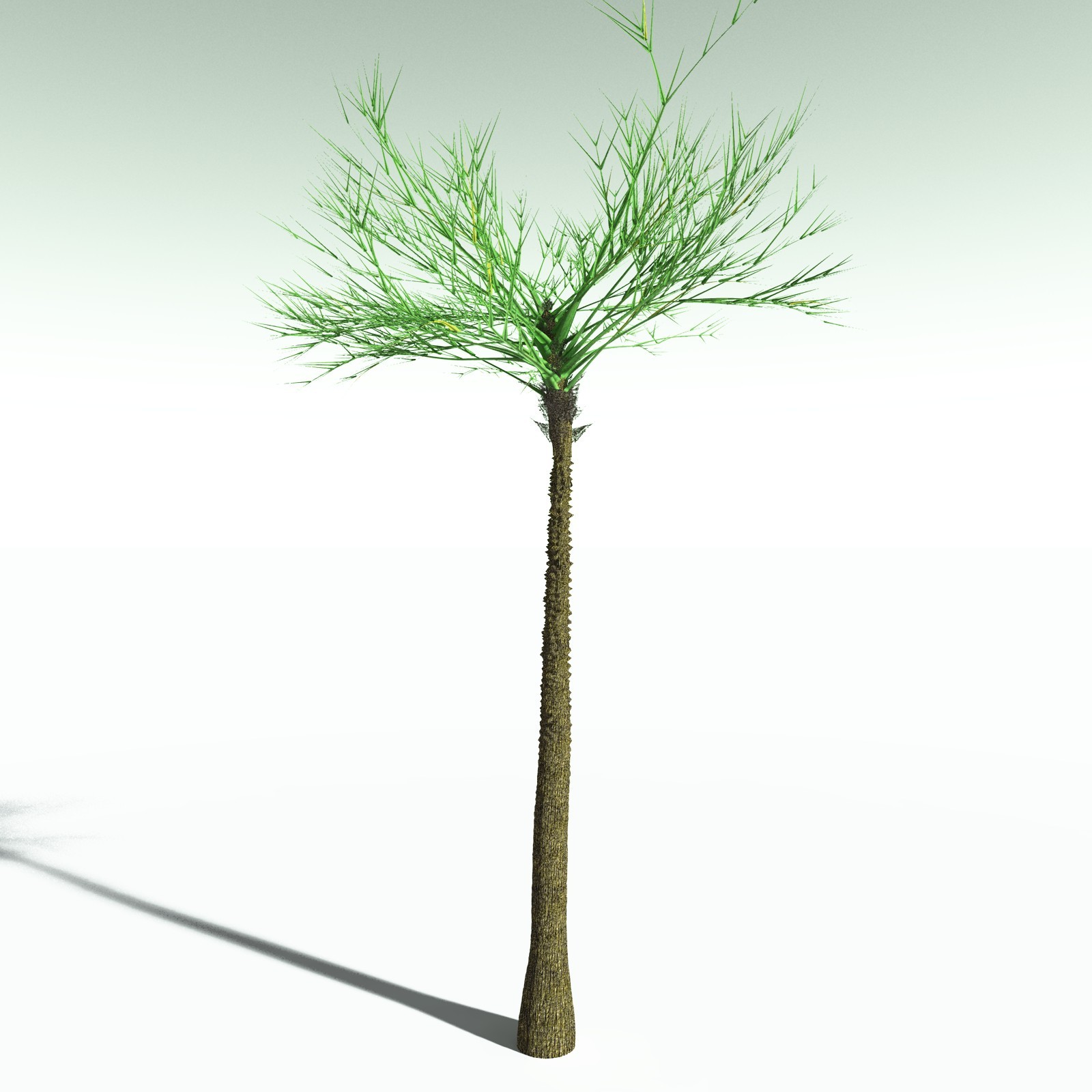 EVERYPlant Pseudosporochnus Verticillatus for Poser by N/A