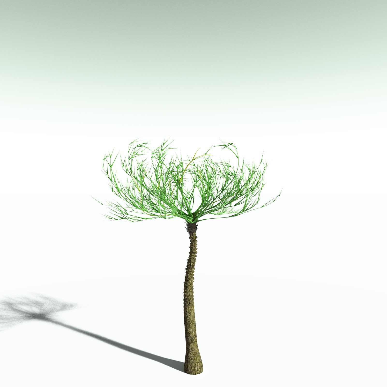 EVERYPlant Pseudosporochnus Verticillatus for Poser by N/A