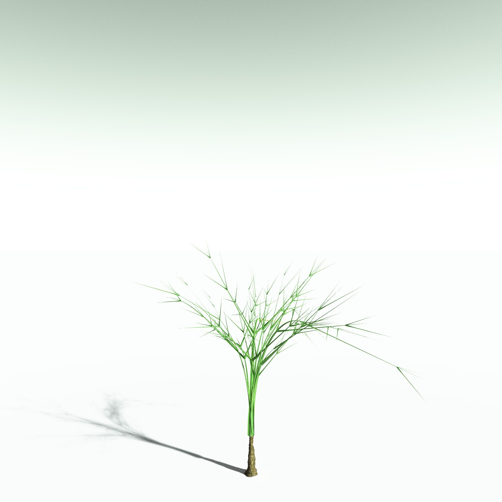 EVERYPlant Pseudosporochnus Verticillatus for Poser by N/A