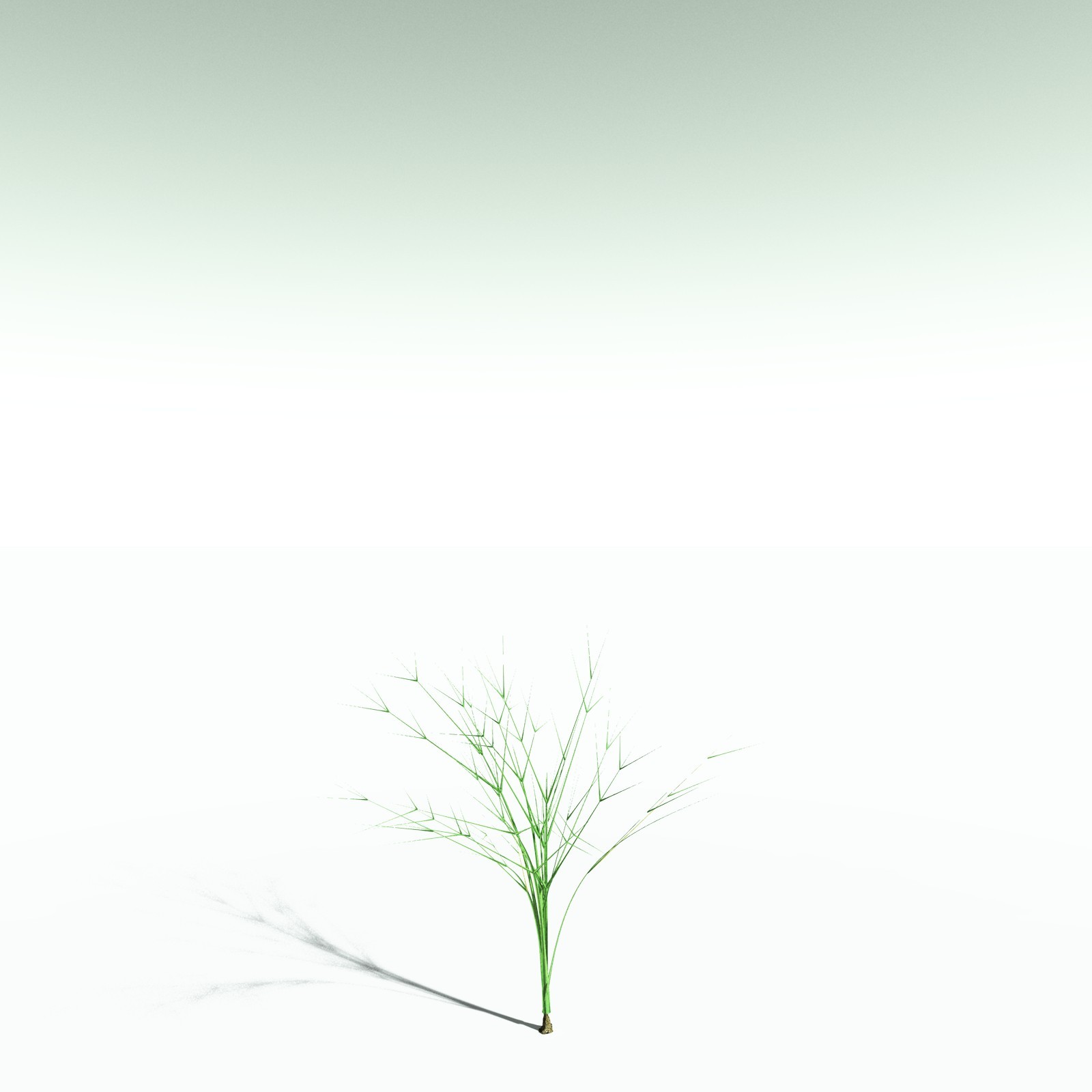 EVERYPlant Pseudosporochnus Verticillatus for Poser by N/A