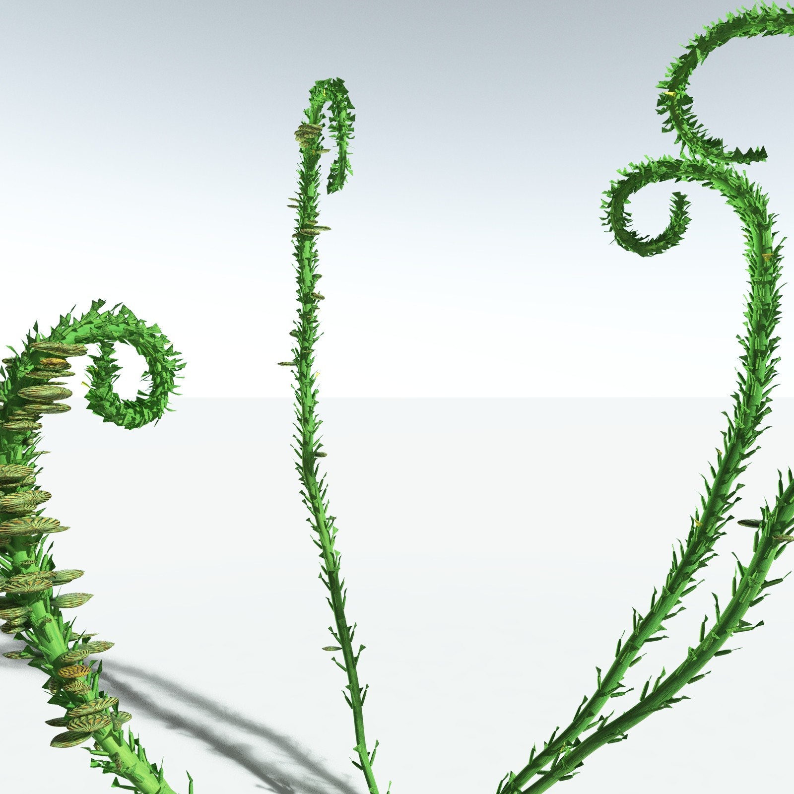 EVERYPlant Discalis Longistipia for Vue by N/A