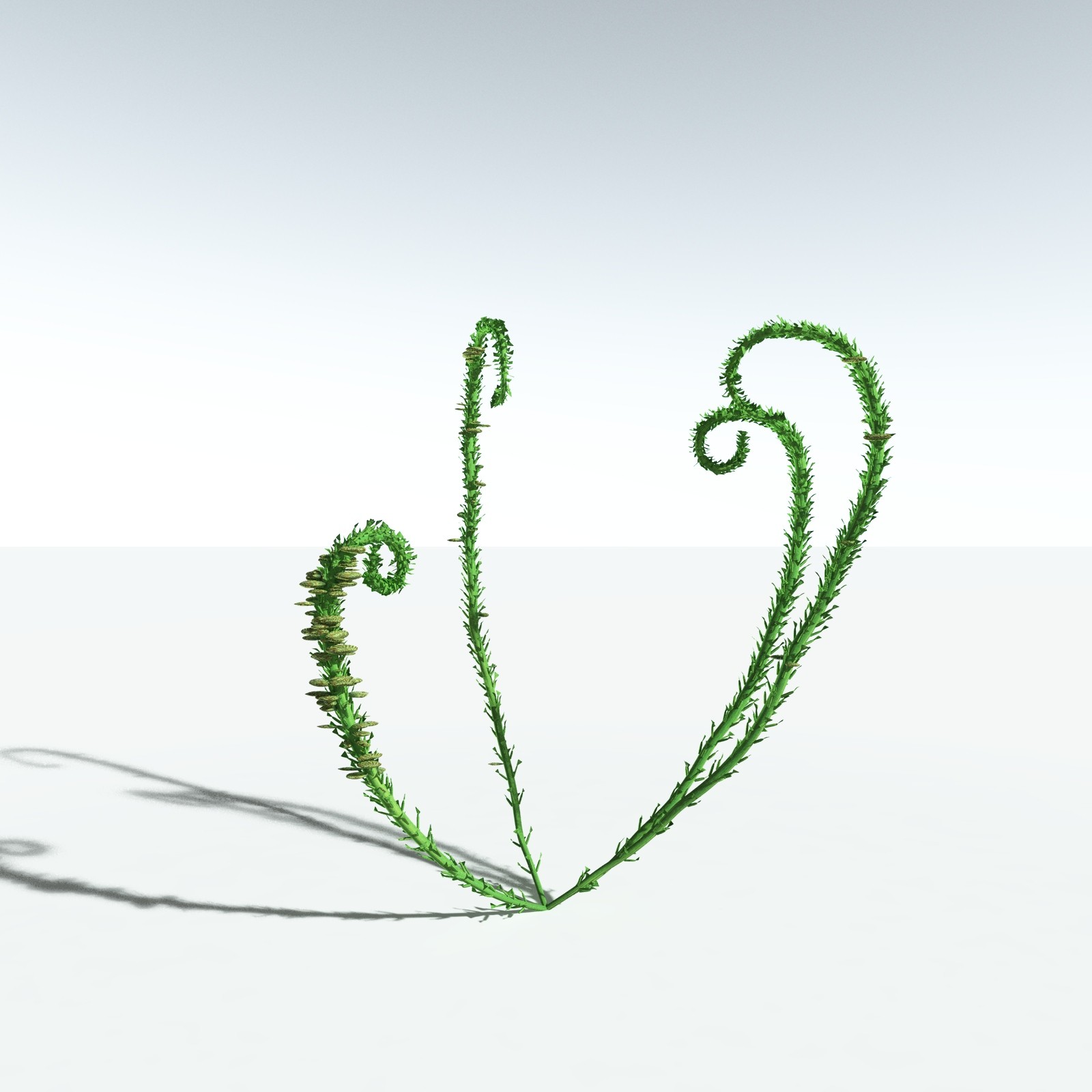 EVERYPlant Discalis Longistipia for Vue by N/A